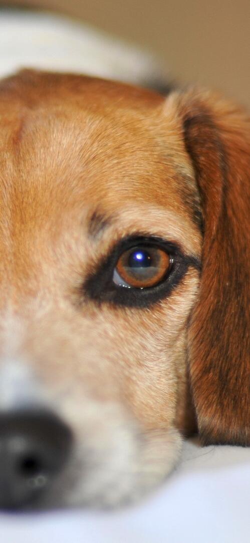 Бесплатное фото Лежит грустная собака