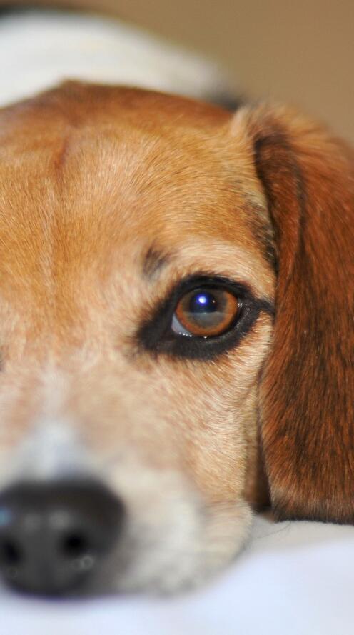 Бесплатное фото Лежит грустная собака