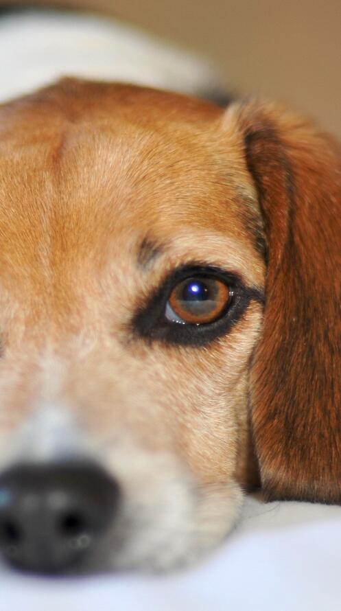 Бесплатное фото Лежит грустная собака