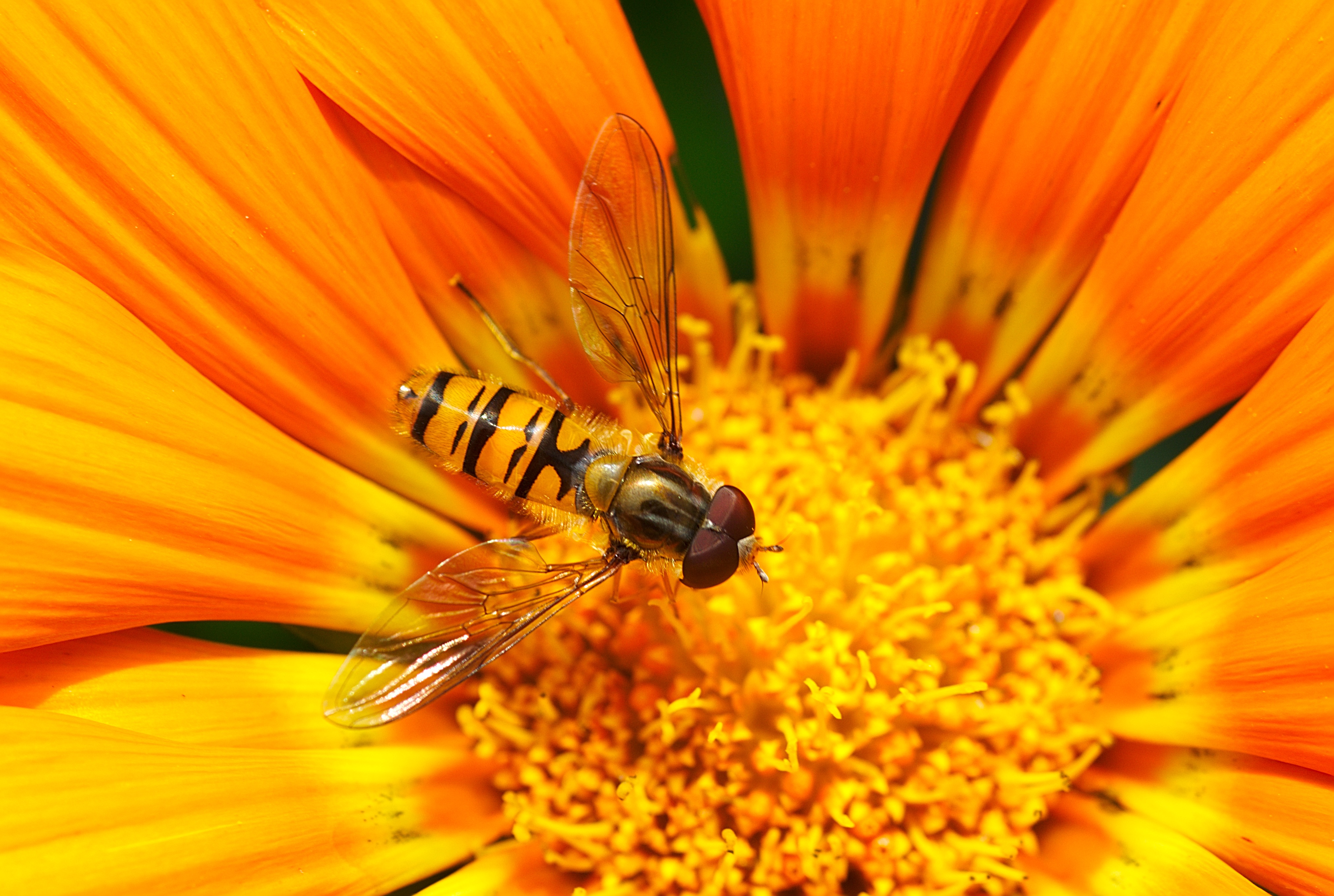 一只蜜蜂在橘子花上采蜜