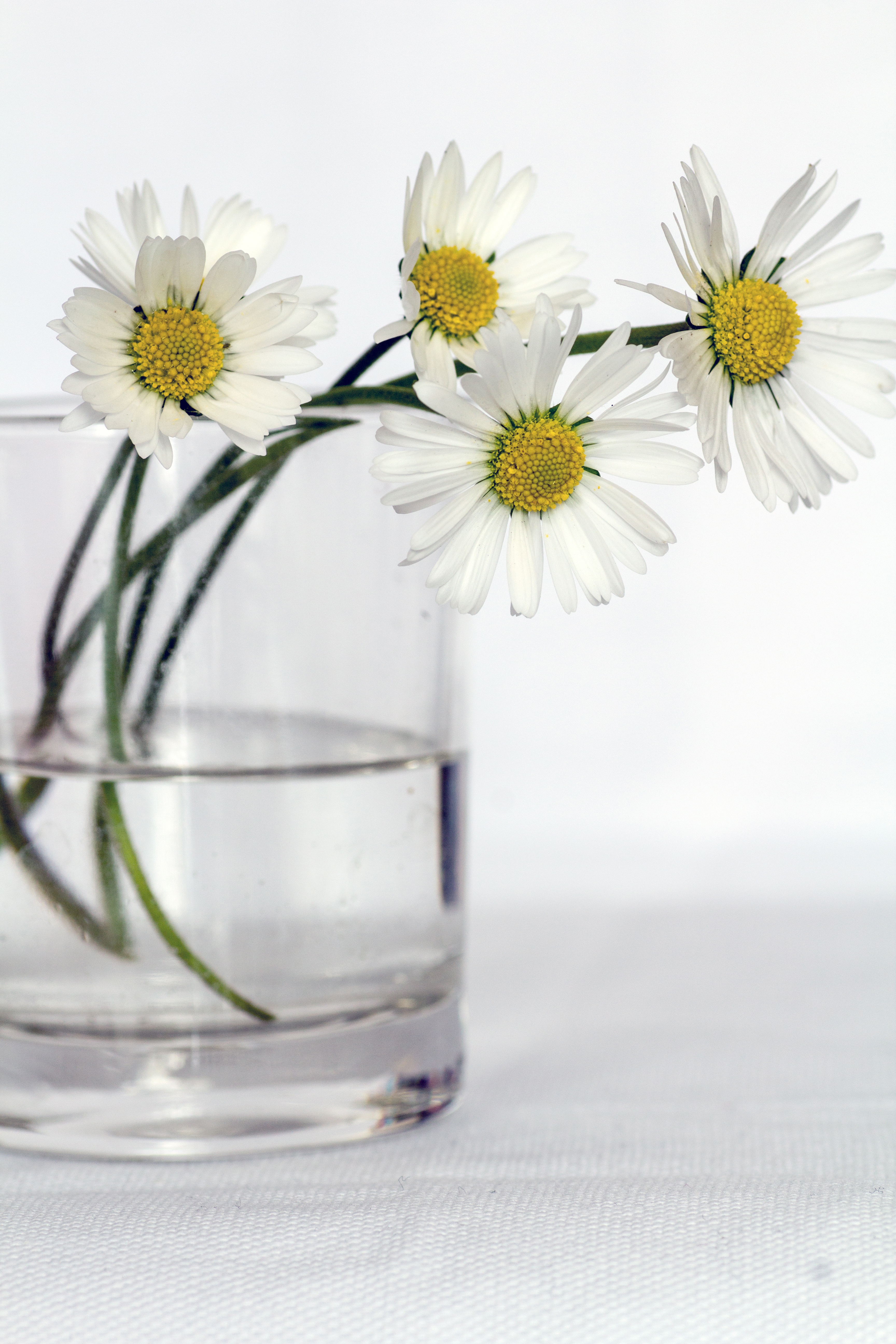 Wallpapers bunch of flowers floristry flowering plant on the desktop