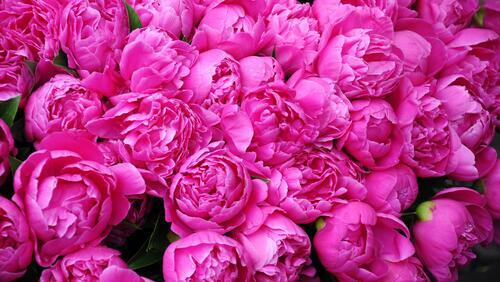 Бесплатное фото Цветущая розовая семья пионов