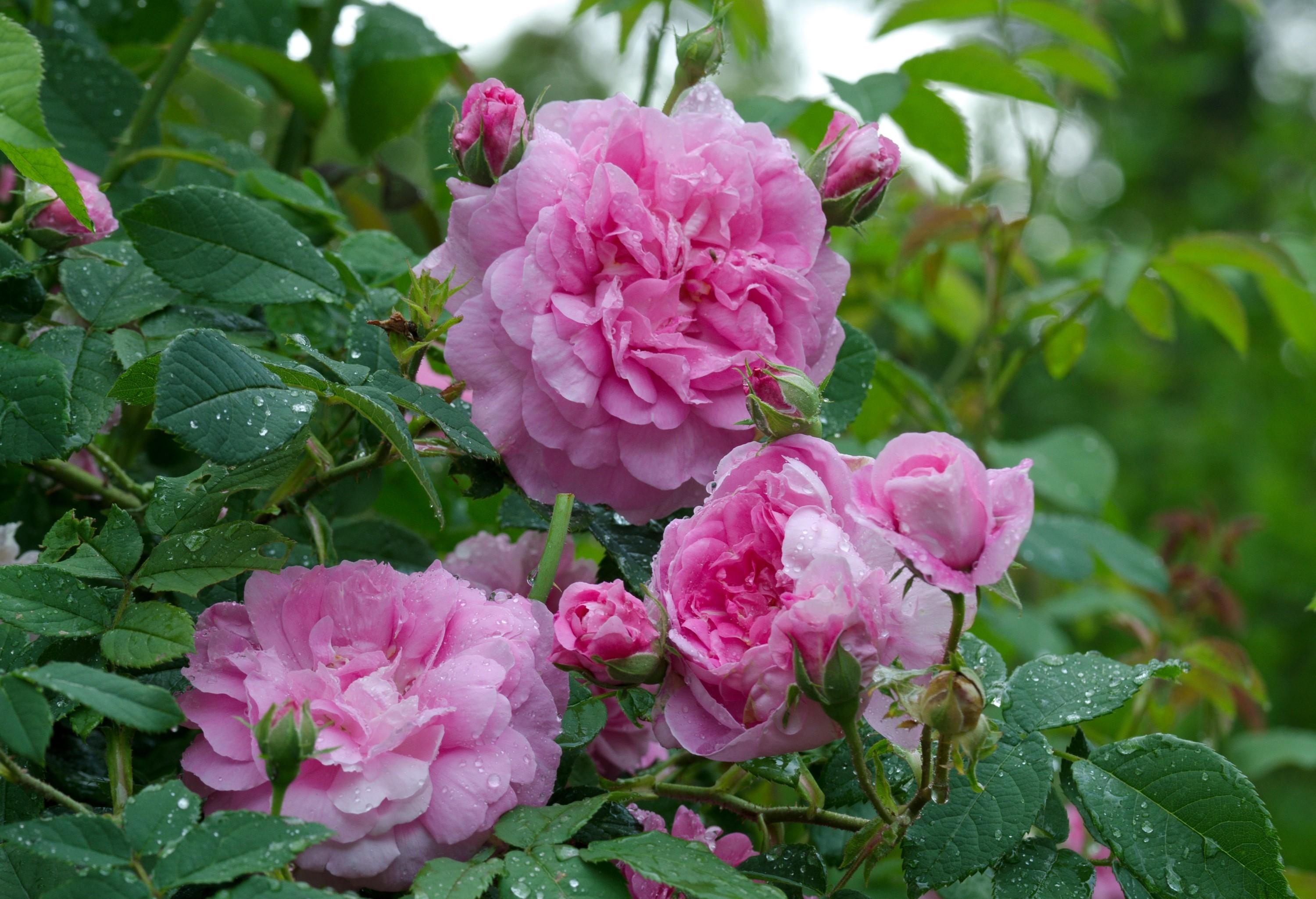 Free photo Wild rose shrub