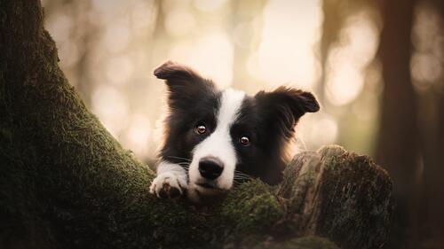 Бесплатное фото Черно-белая собака возле дерева