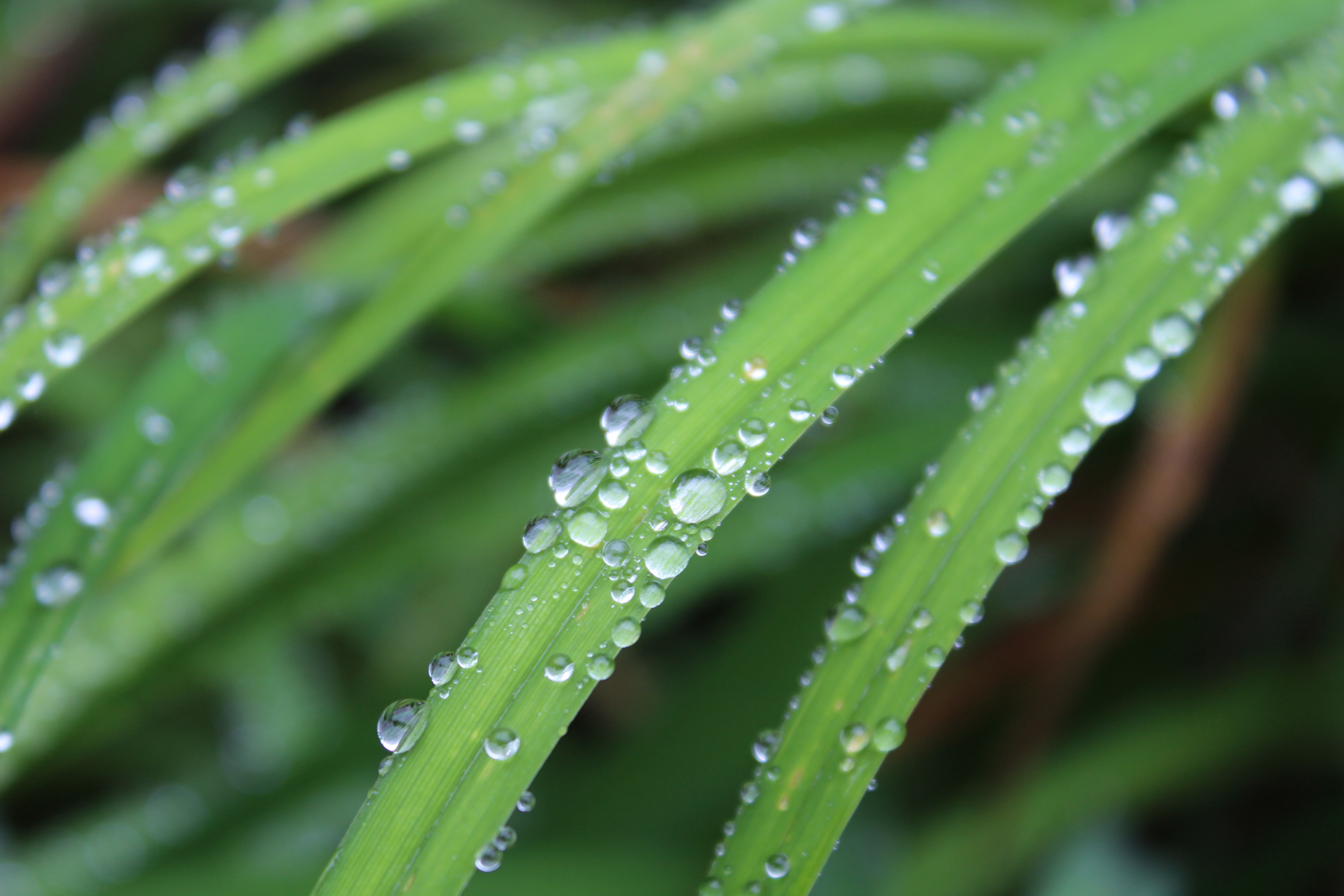 Wallpapers ferns and horsetails macro photography green on the desktop