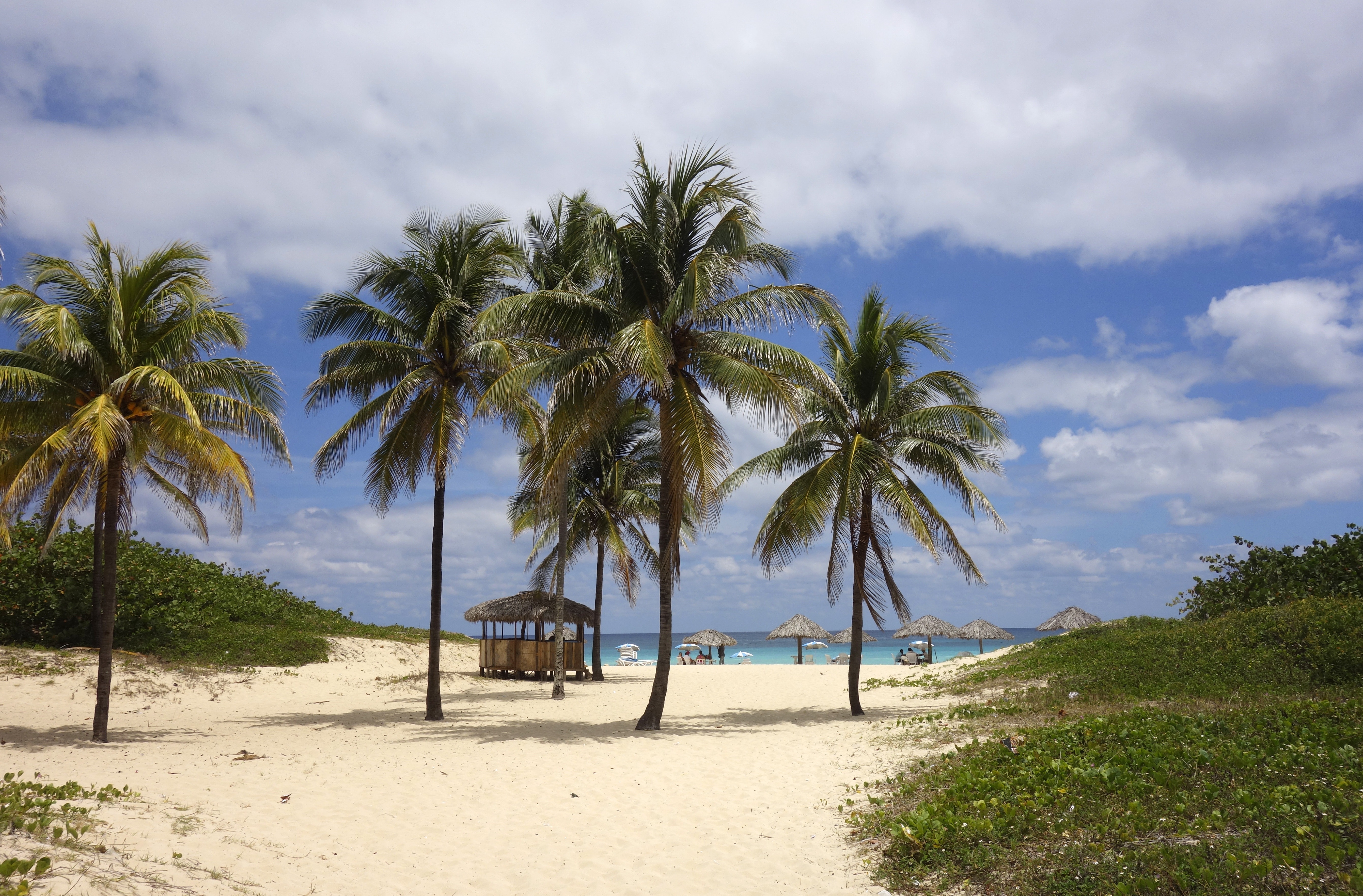 Бесплатное фото Пальмы на песчаном пляжу