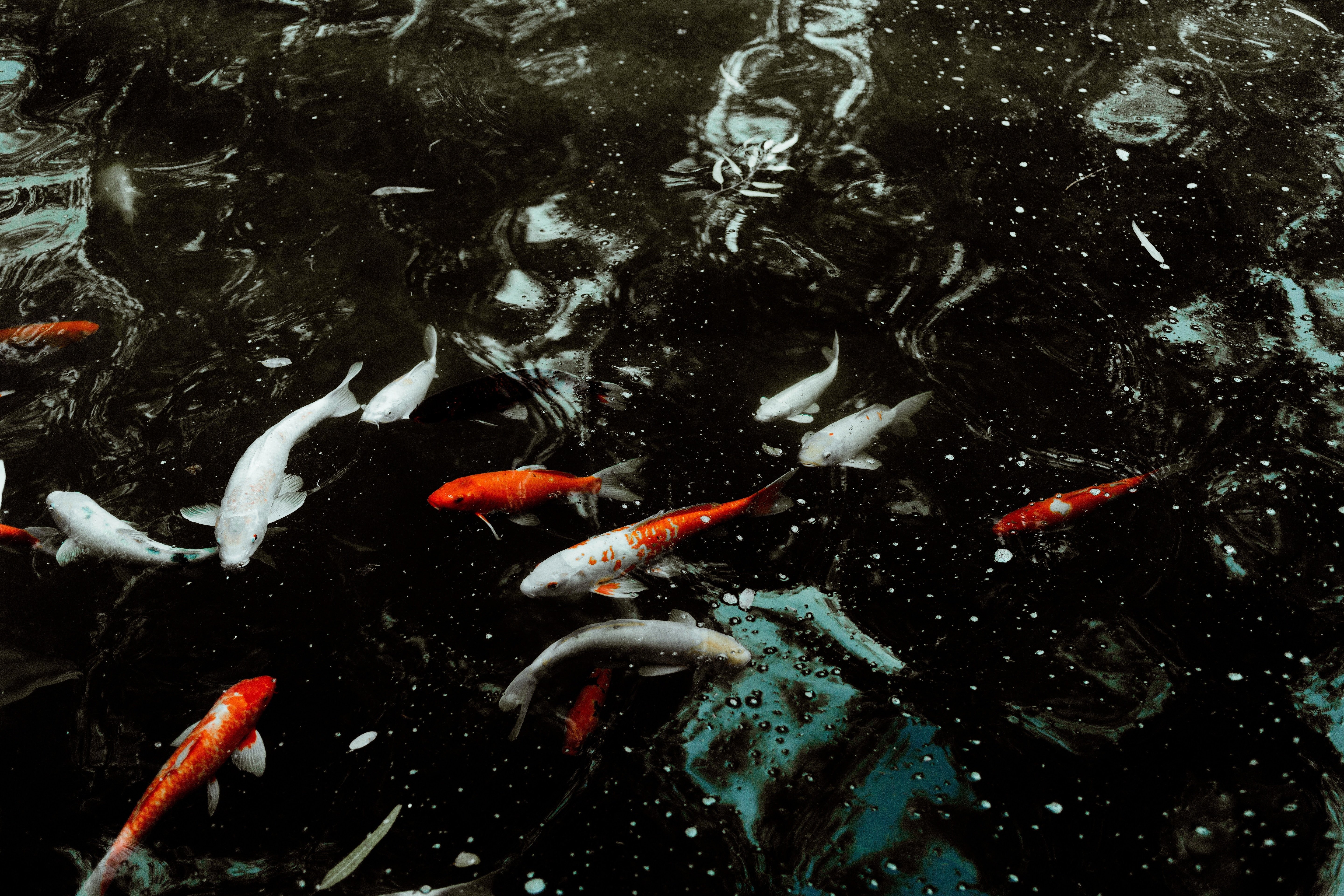 Free photo Goldfish in a home pond