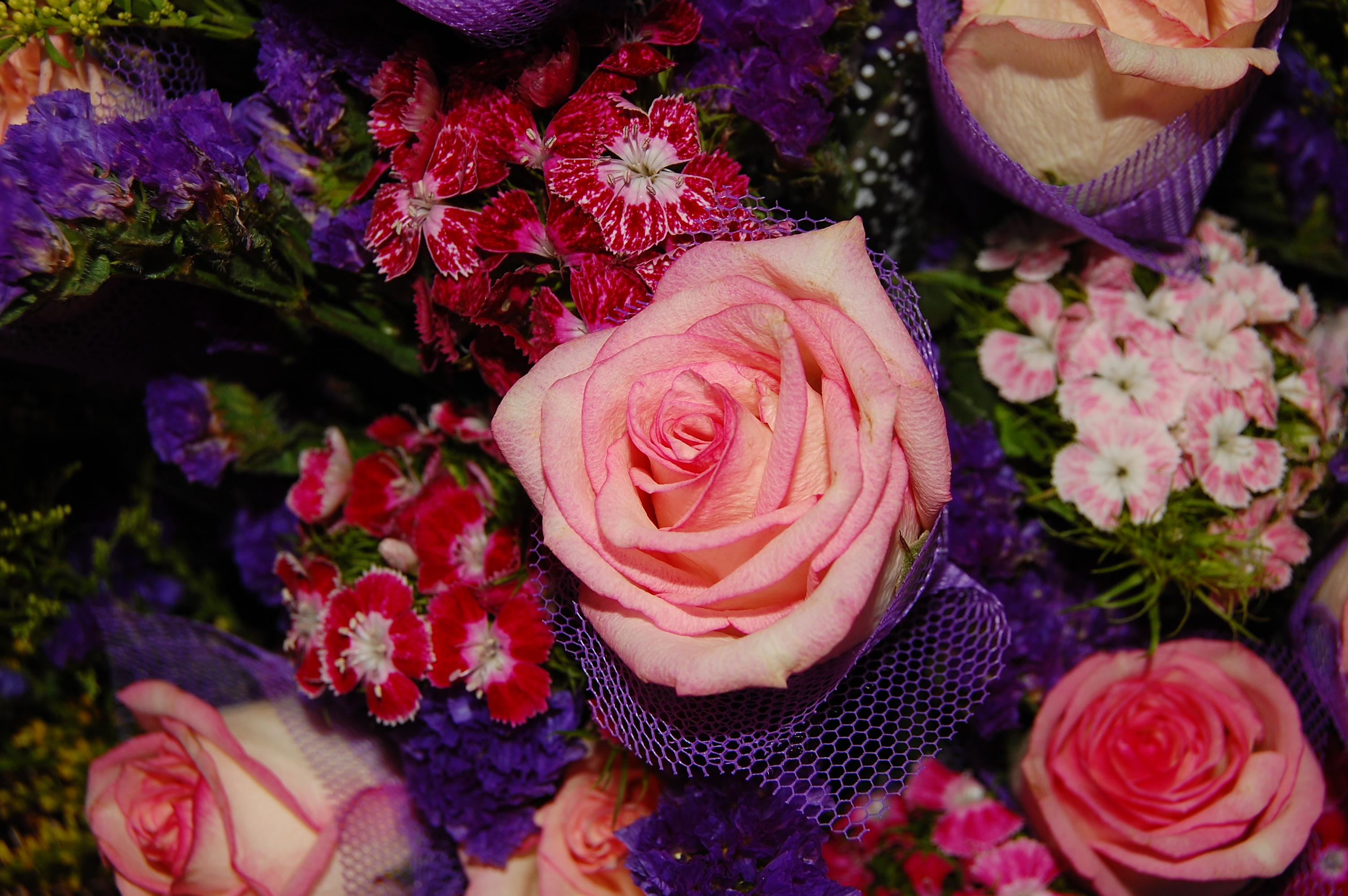 桌面上的壁纸玫瑰 缤纷 鲜花