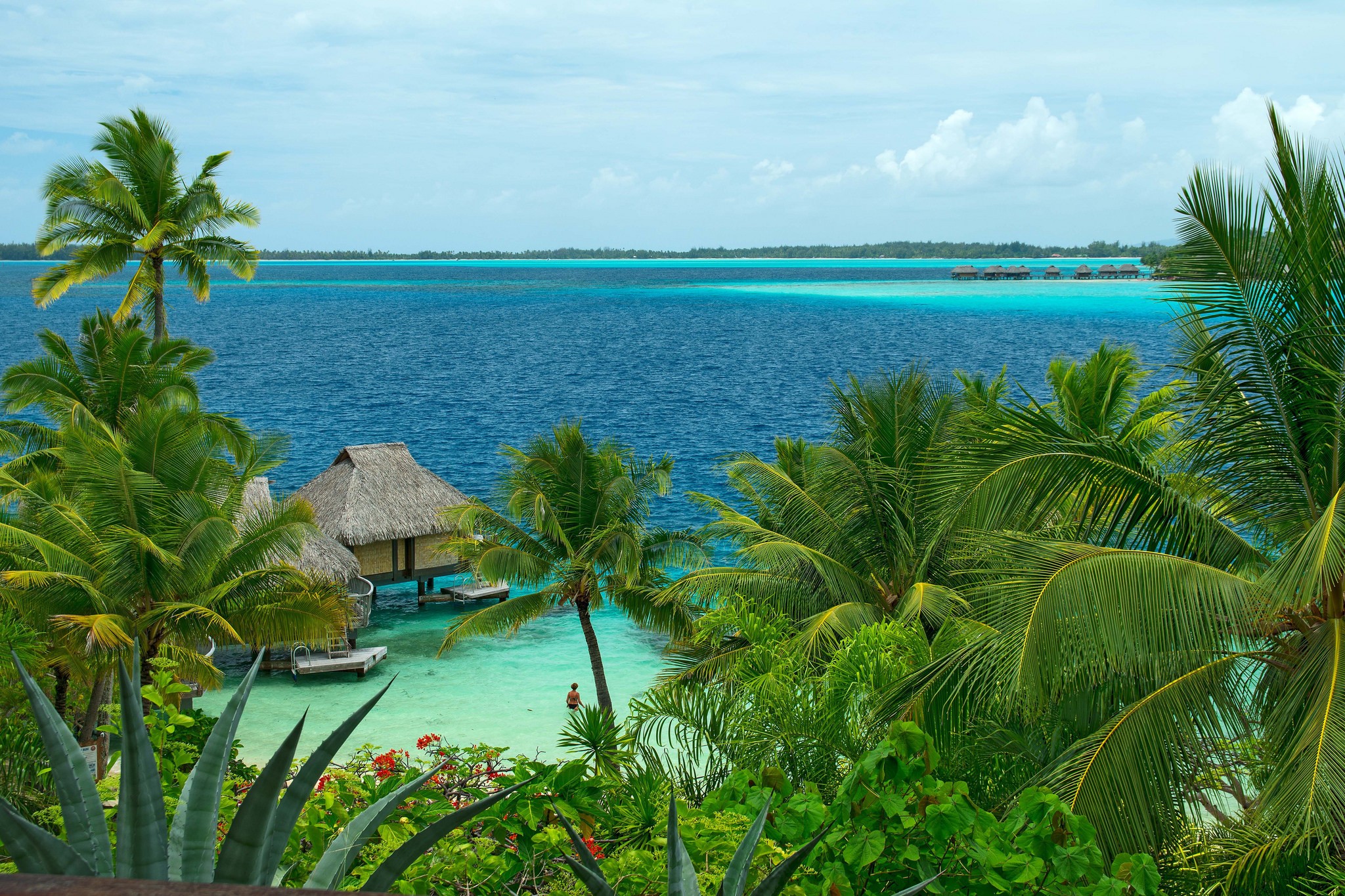 Free photo View of the sea through the palm leaves