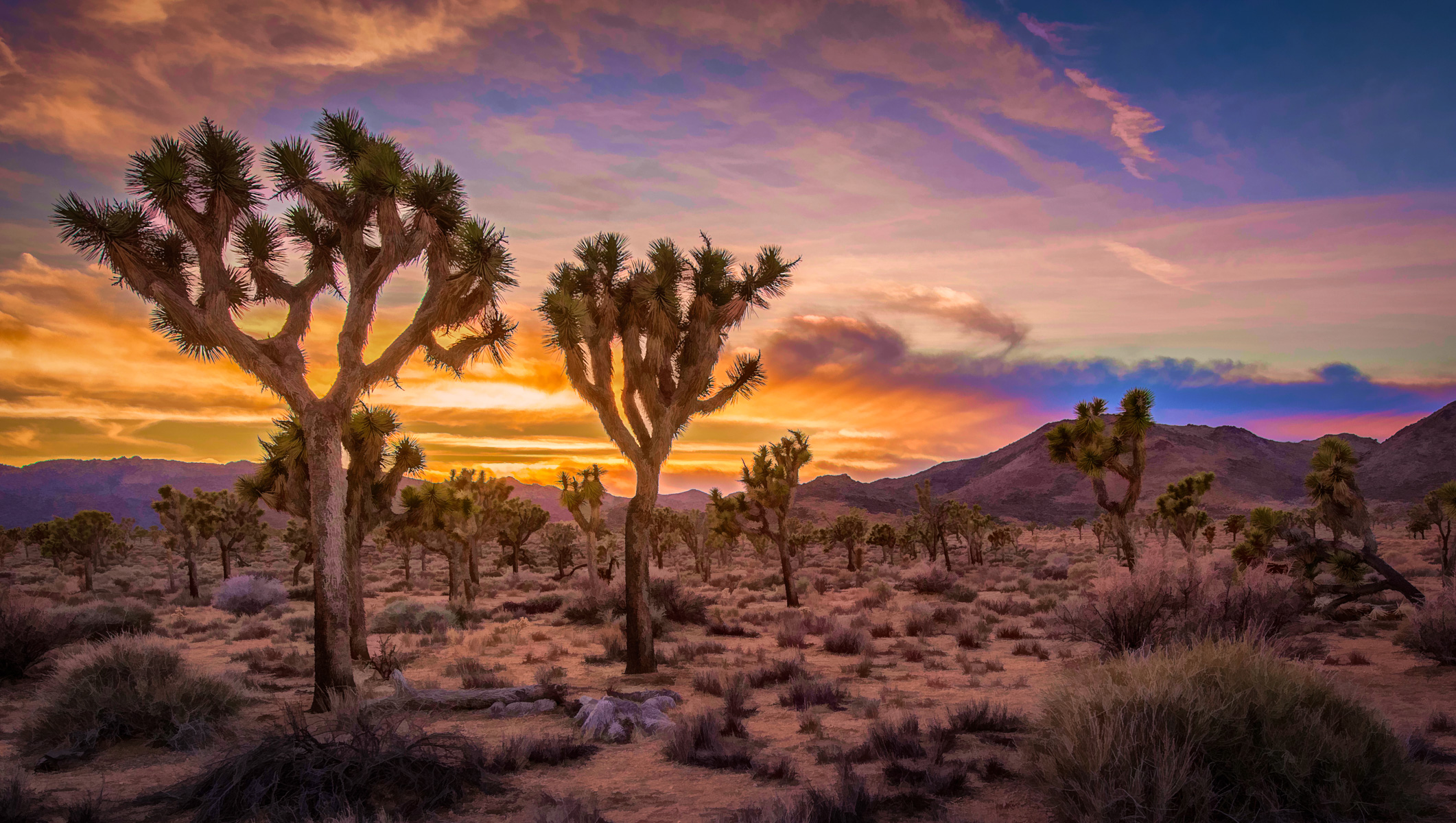 Wallpapers Sunset Joshua Tree National Park California on the desktop