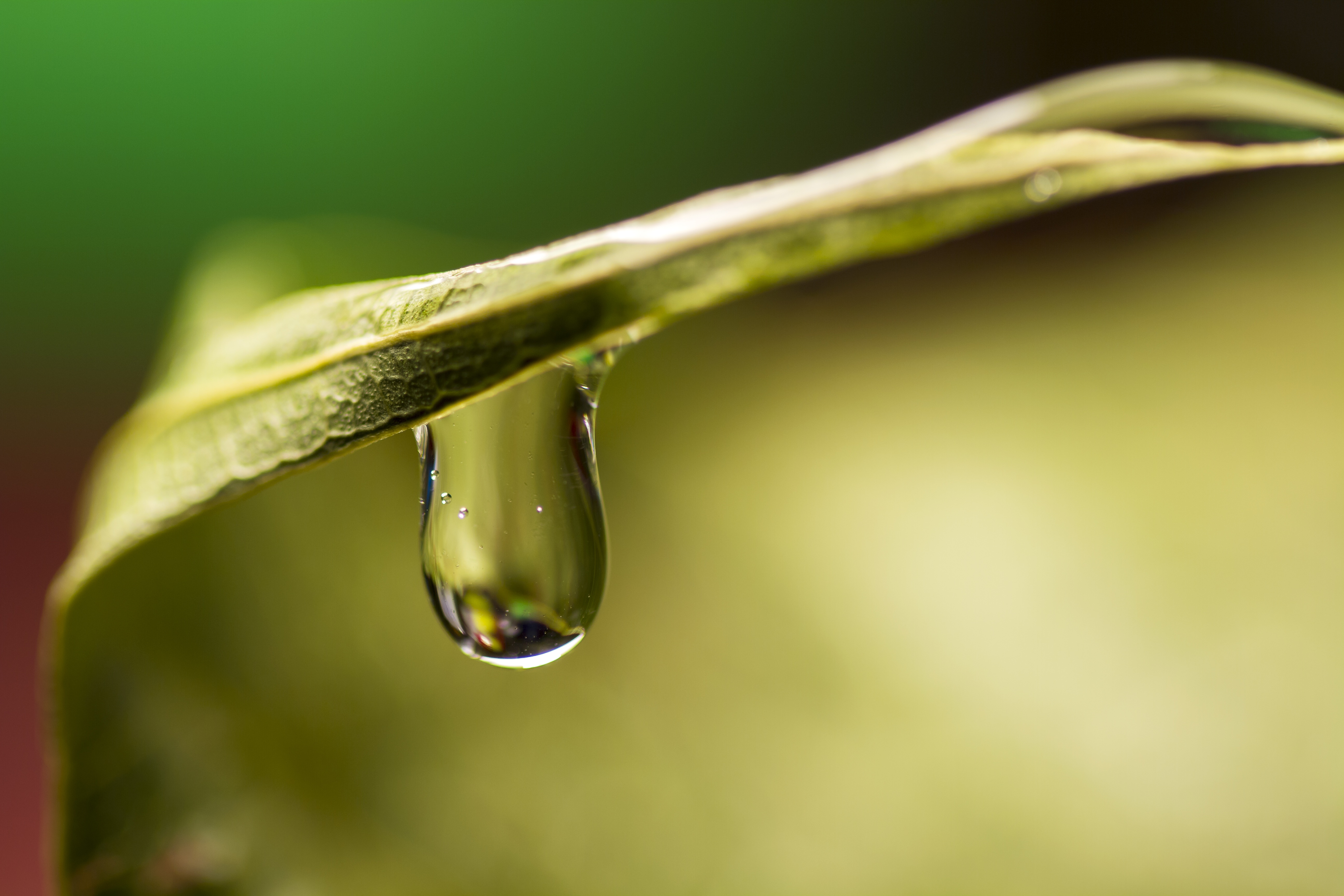 Free photo A drop of water runs down the leaf