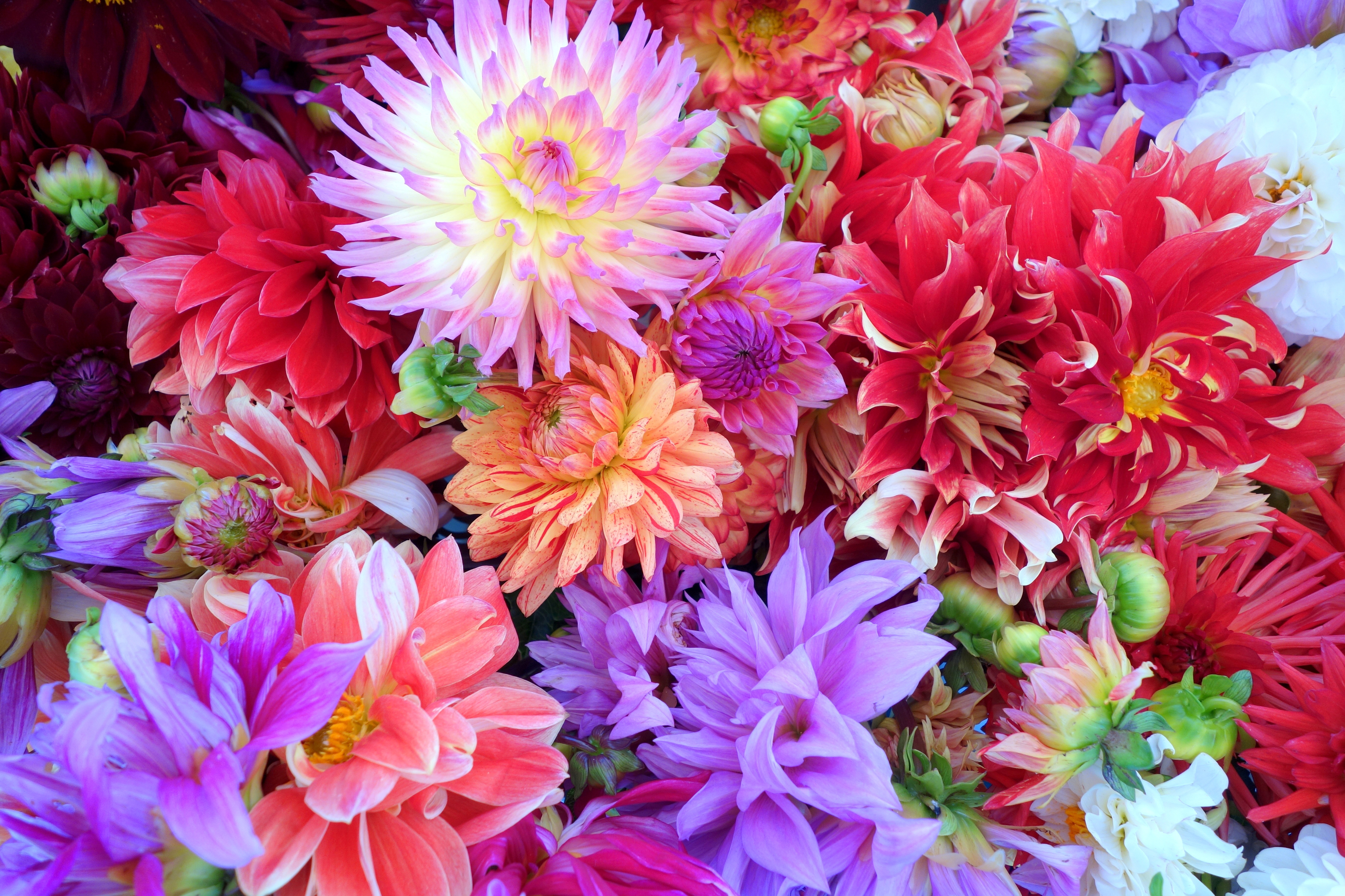 Free photo bright bouquet