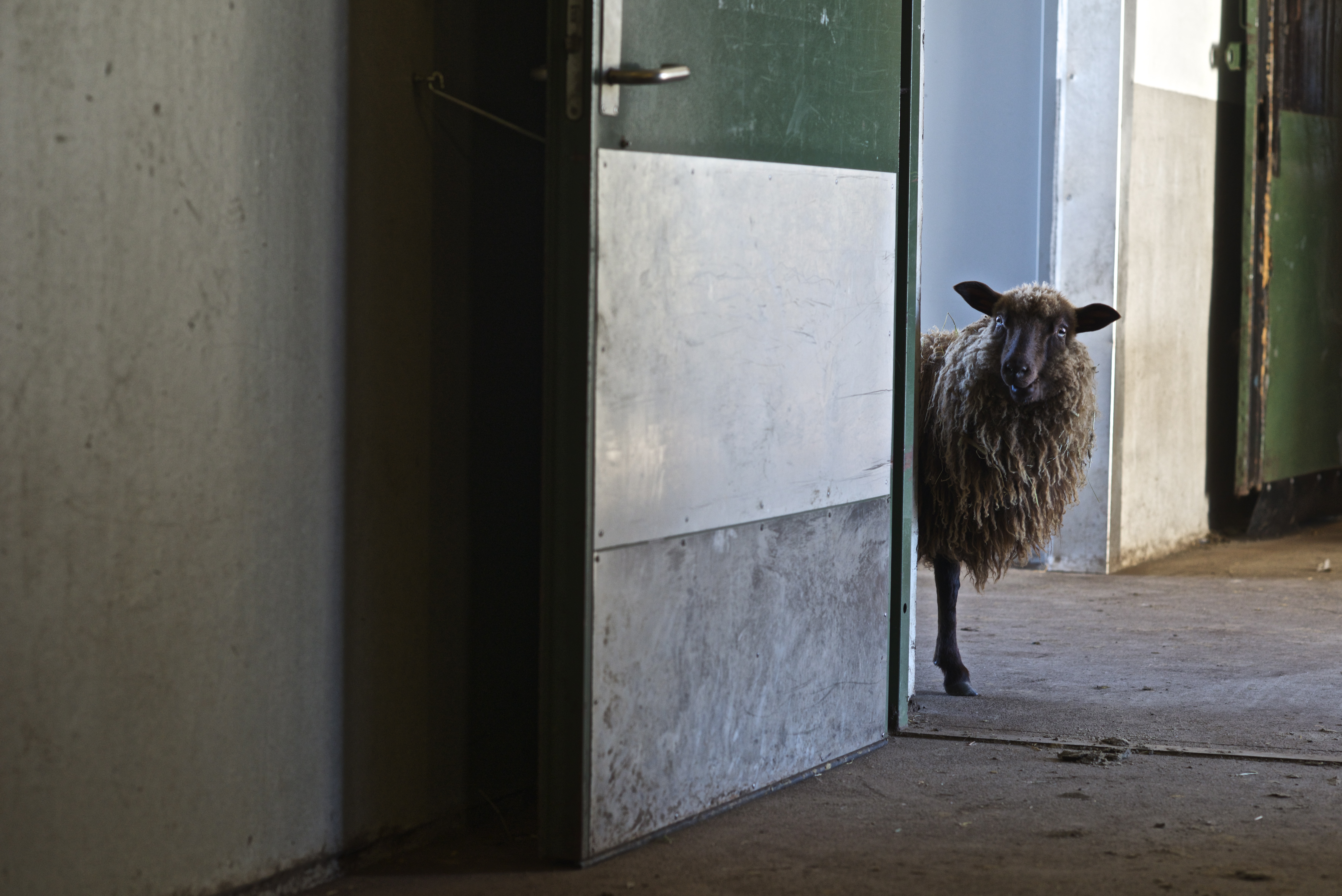 Wallpapers wool pose brown on the desktop