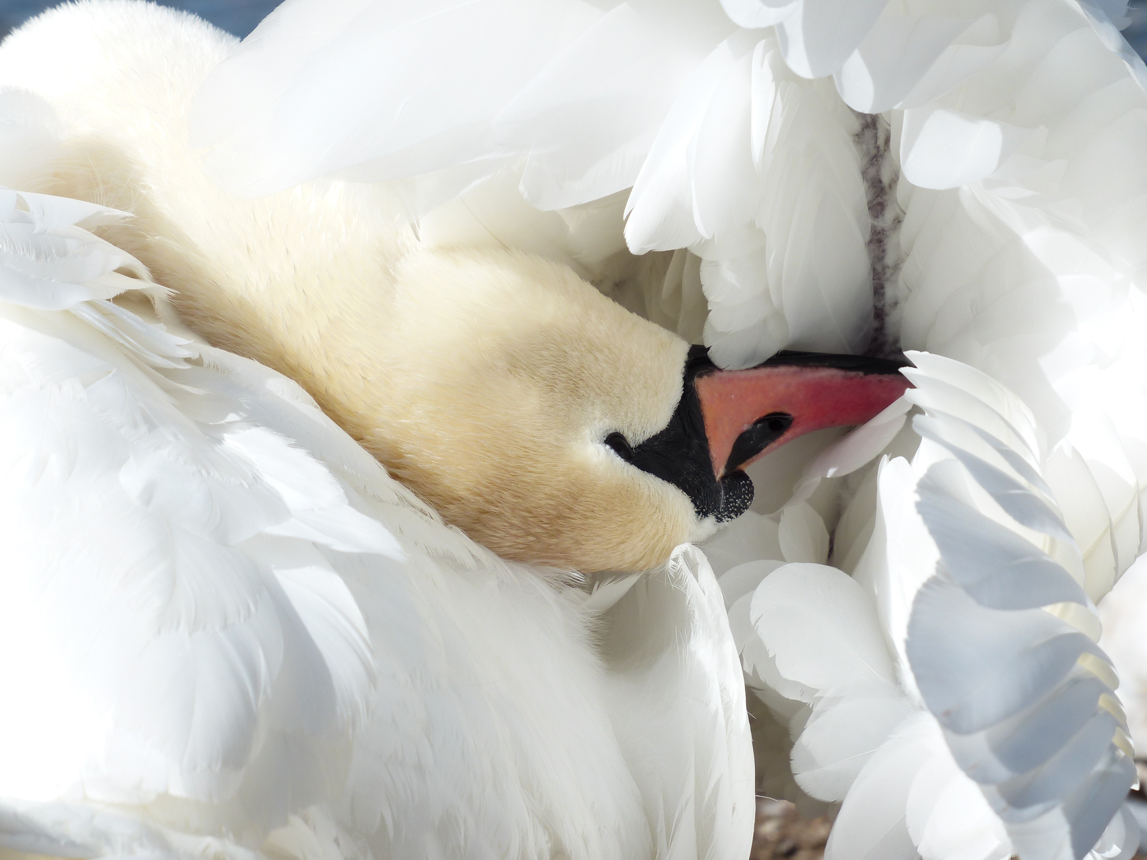 Wallpapers bird wing white on the desktop