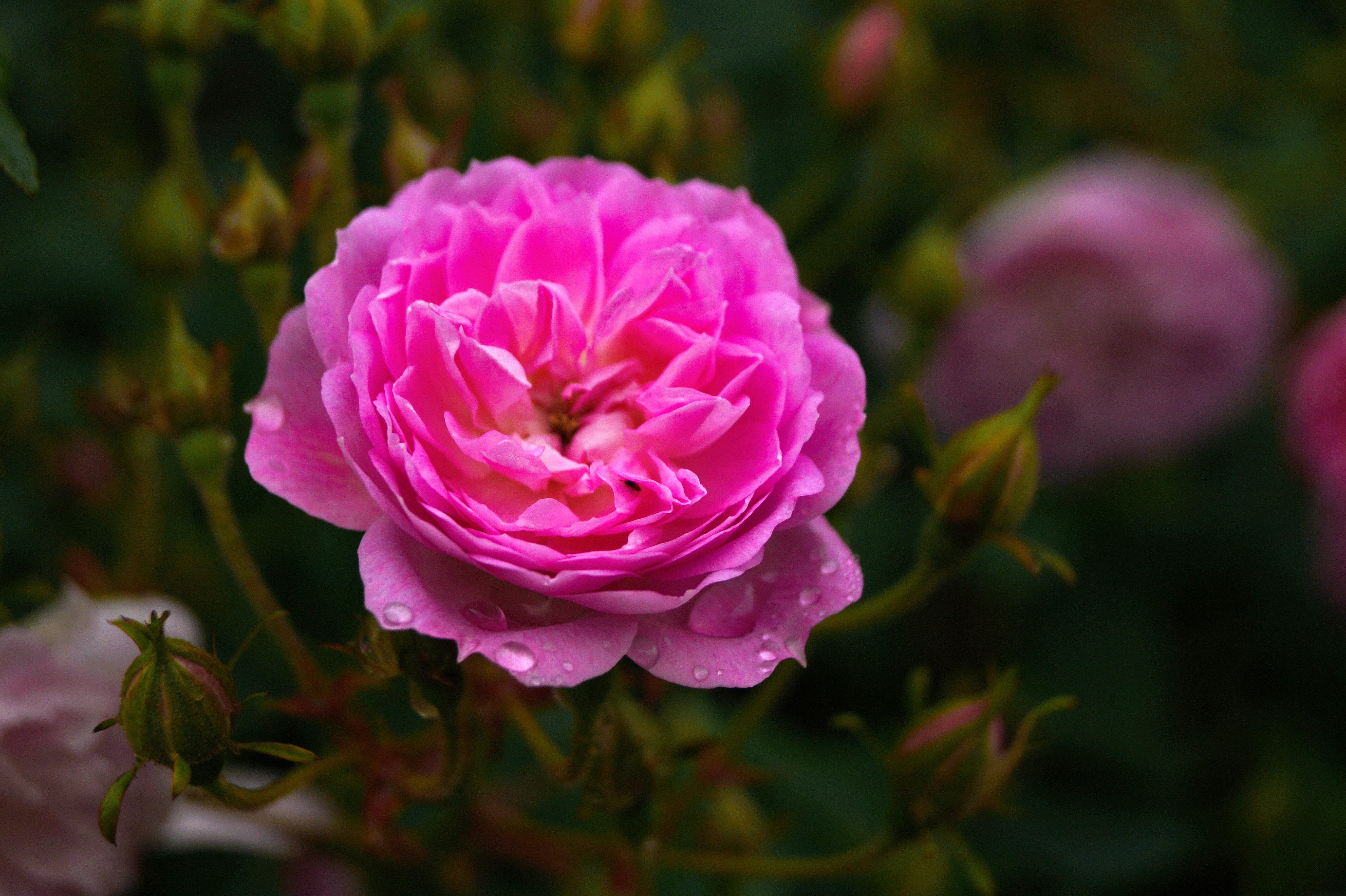 Wallpapers blossom plant flower on the desktop