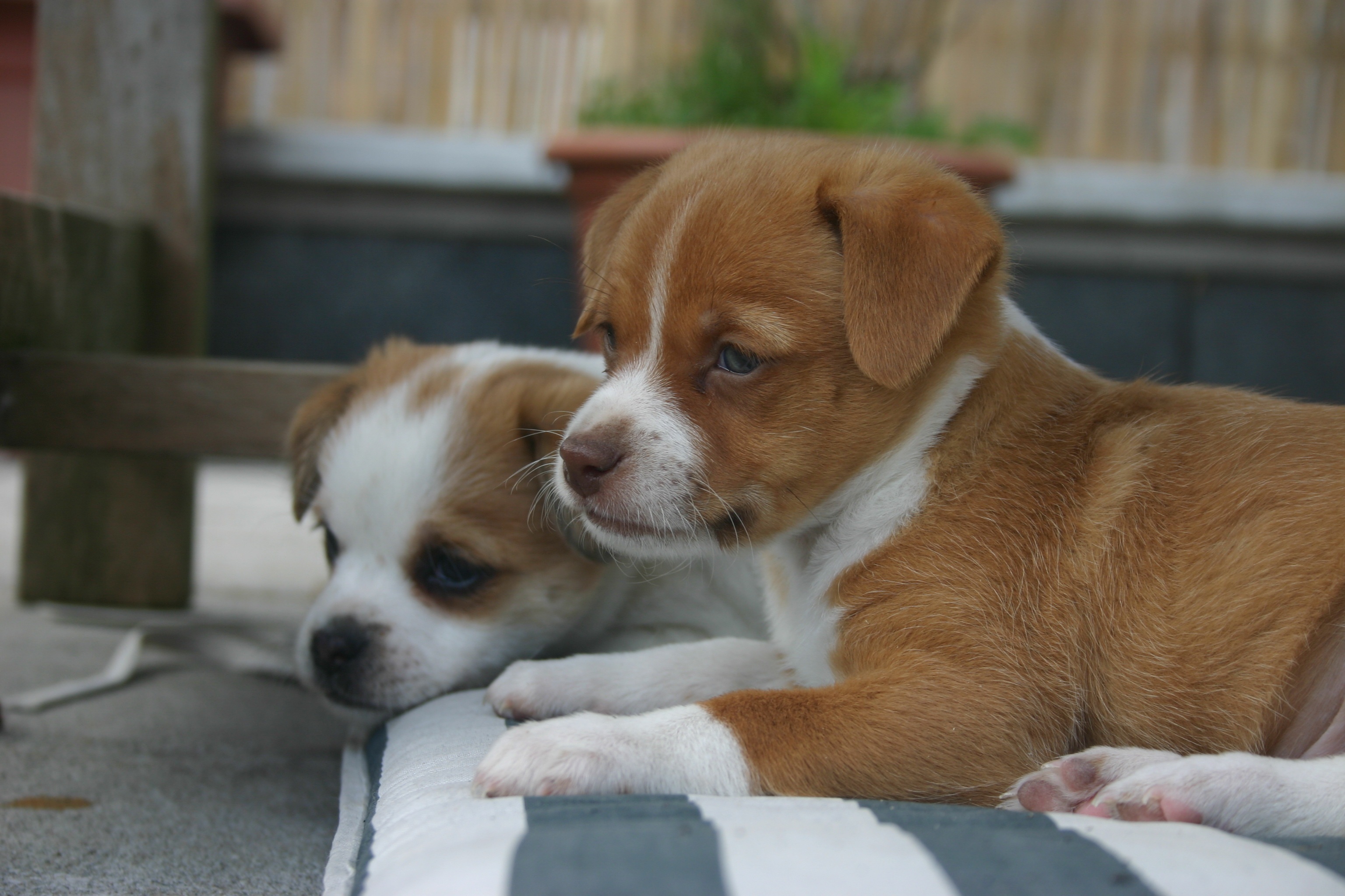 两只红毛杰克-罗素梗幼犬