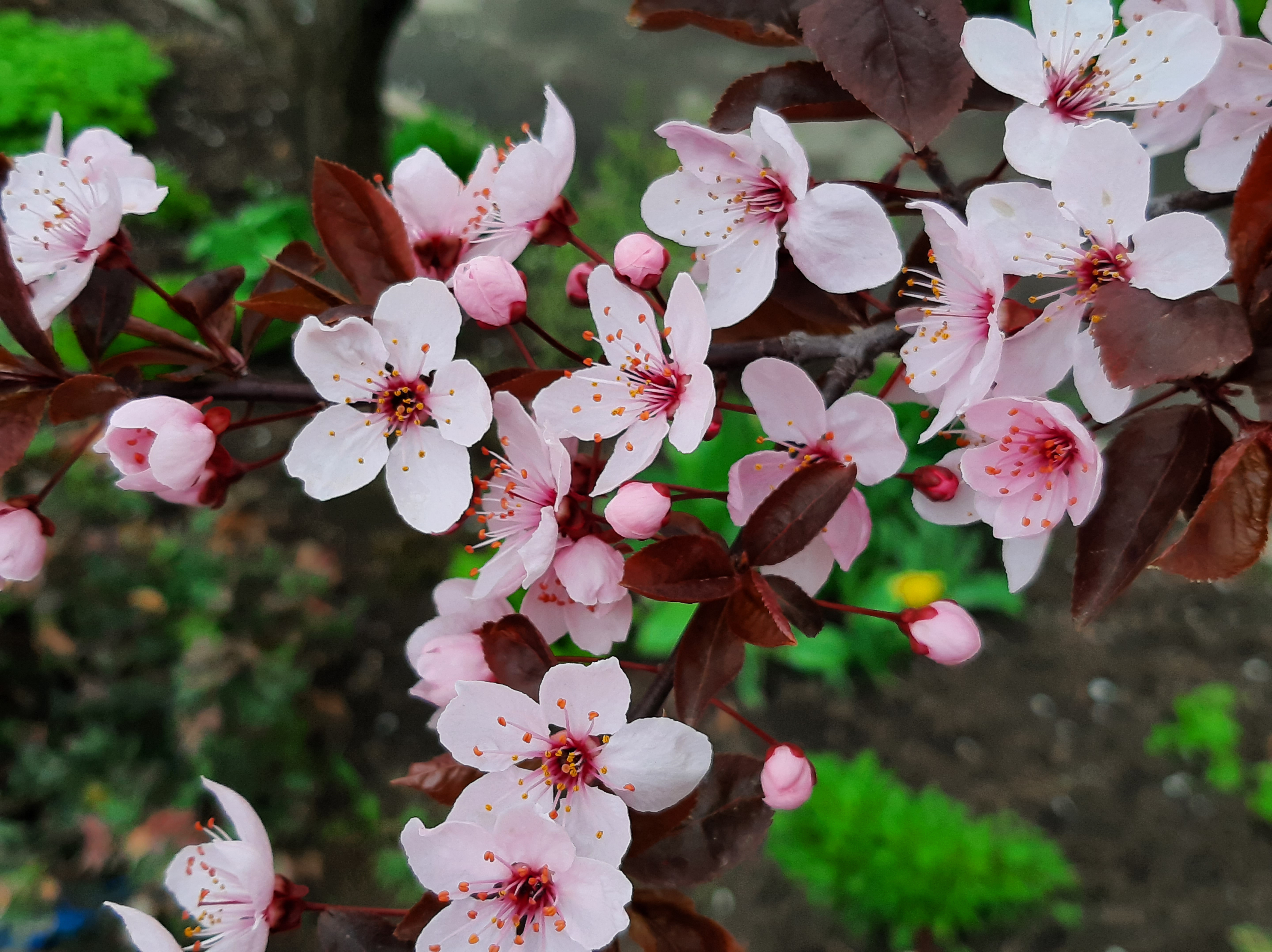 Free photo Pink peach blossom flowers