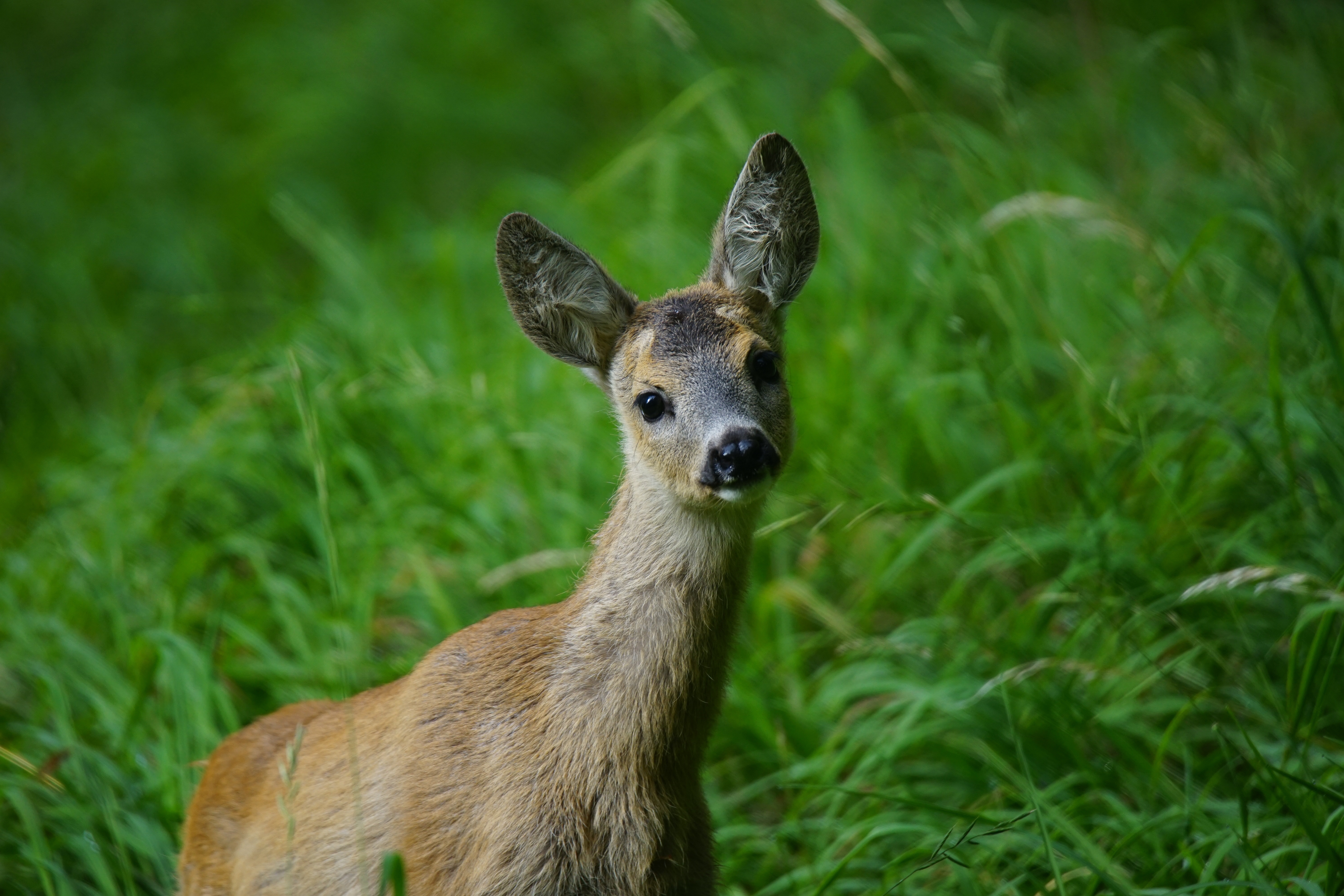 Wallpapers wallpaper baby deer grass muzzle on the desktop