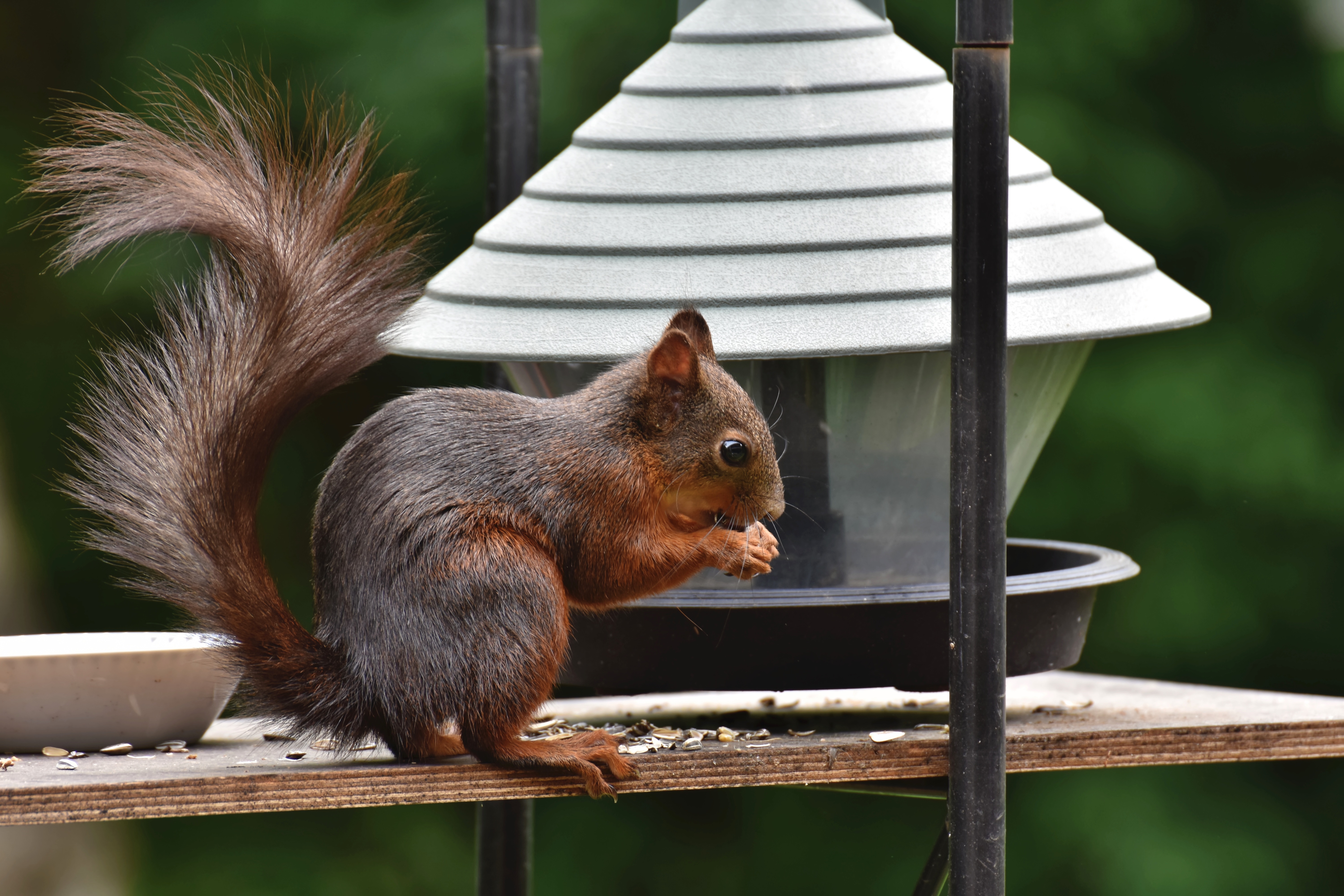 Wallpapers animals squirrels tail on the desktop