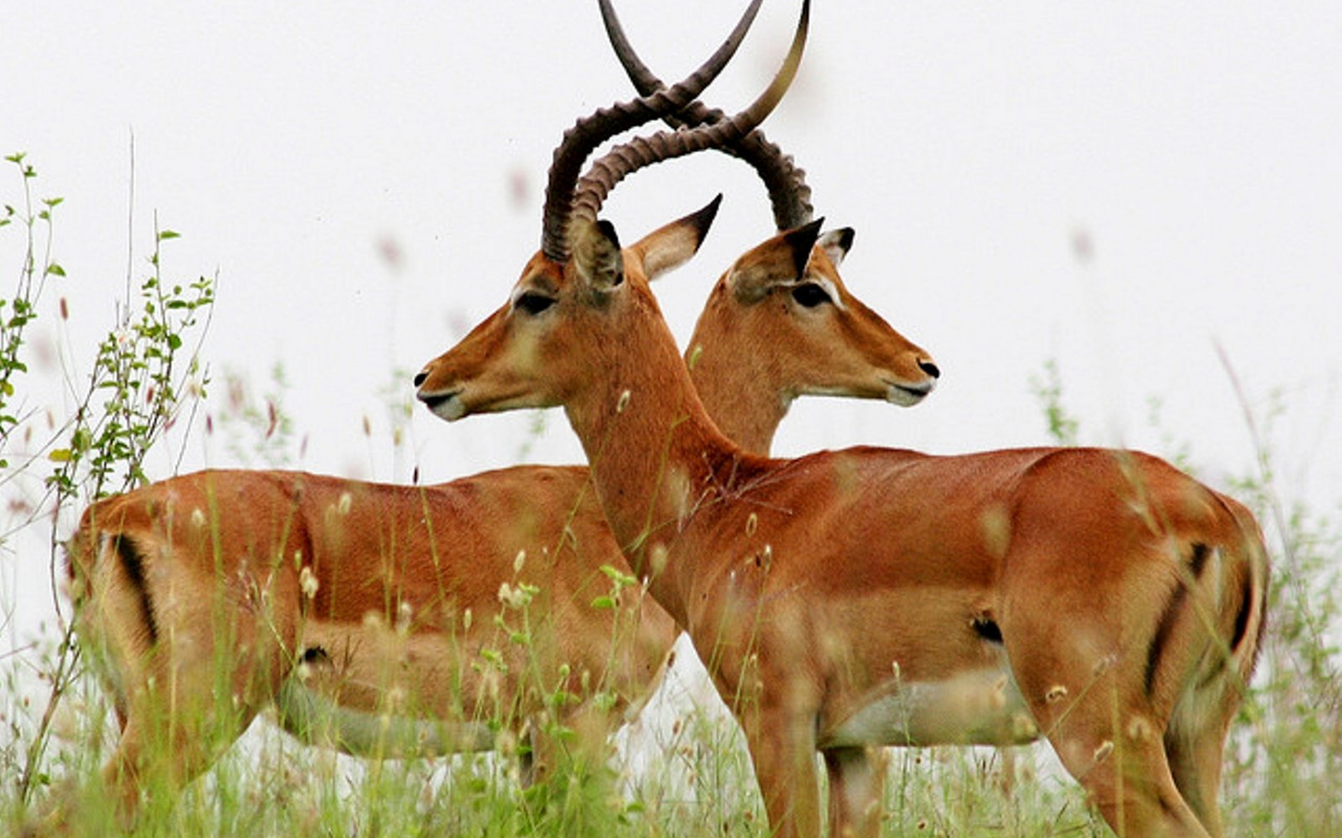 Wallpapers antelopes horns muzzles on the desktop