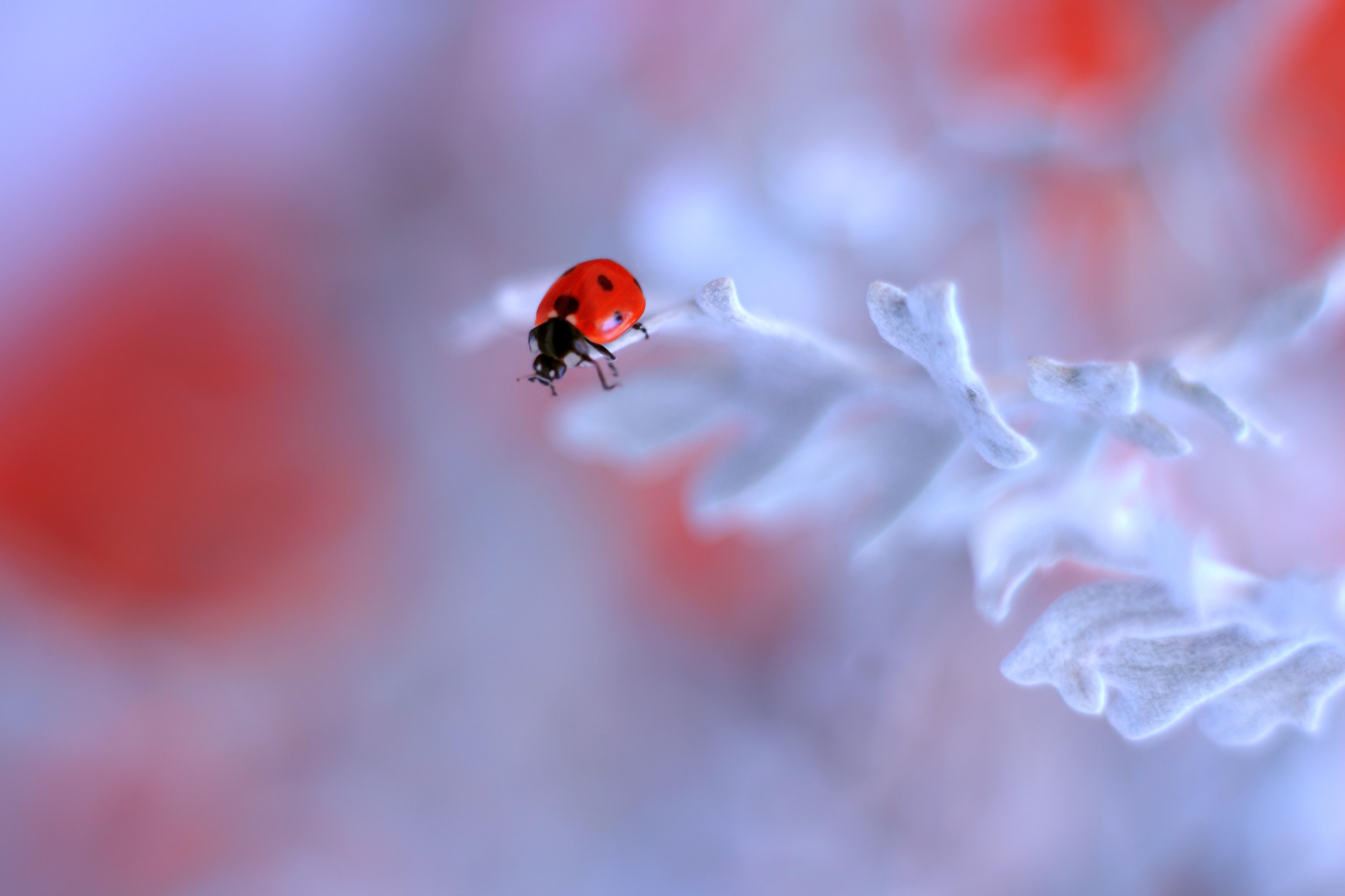 Wallpapers insects on a flower close-up depth of field on the desktop