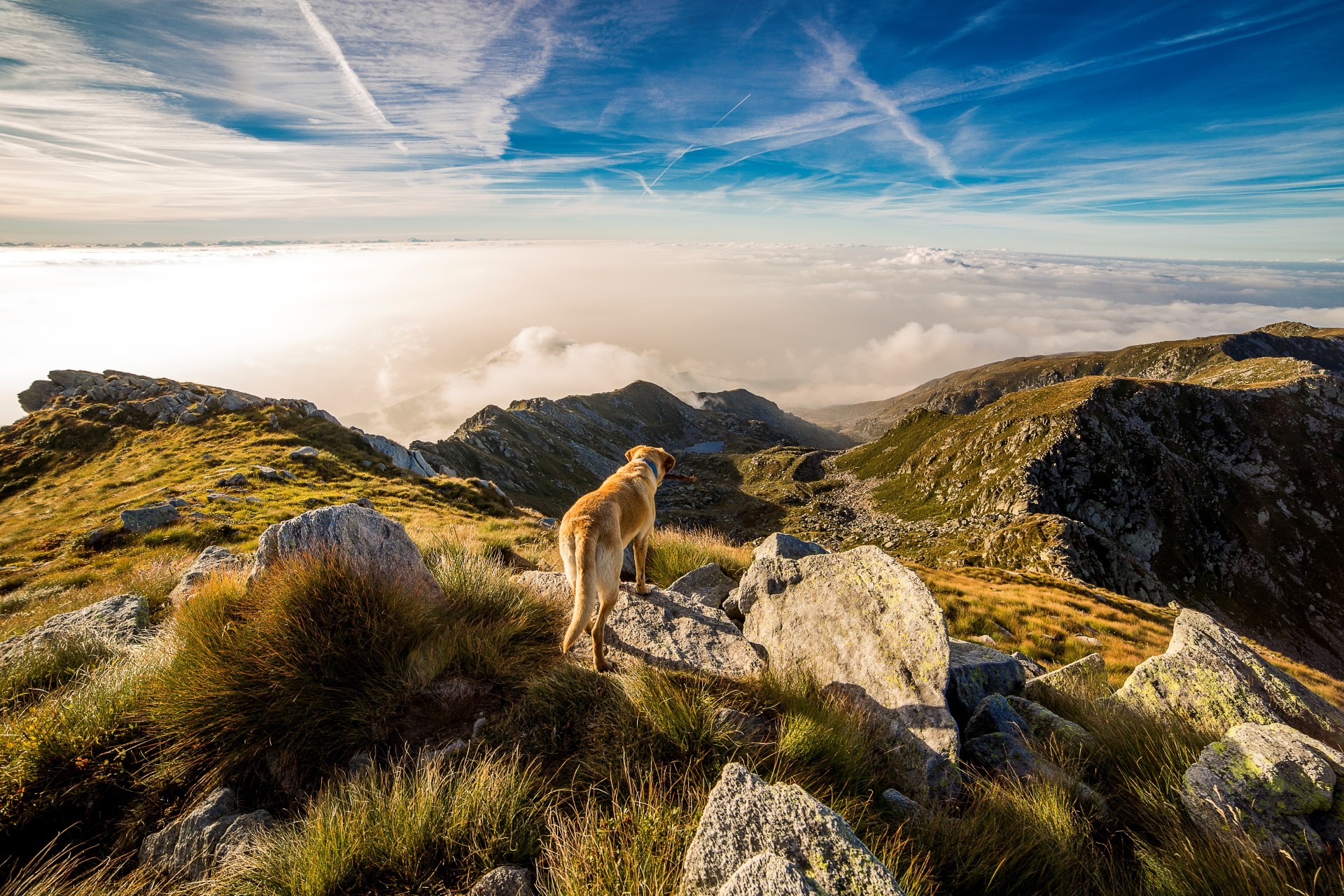 Free photo Red dog in the mountains