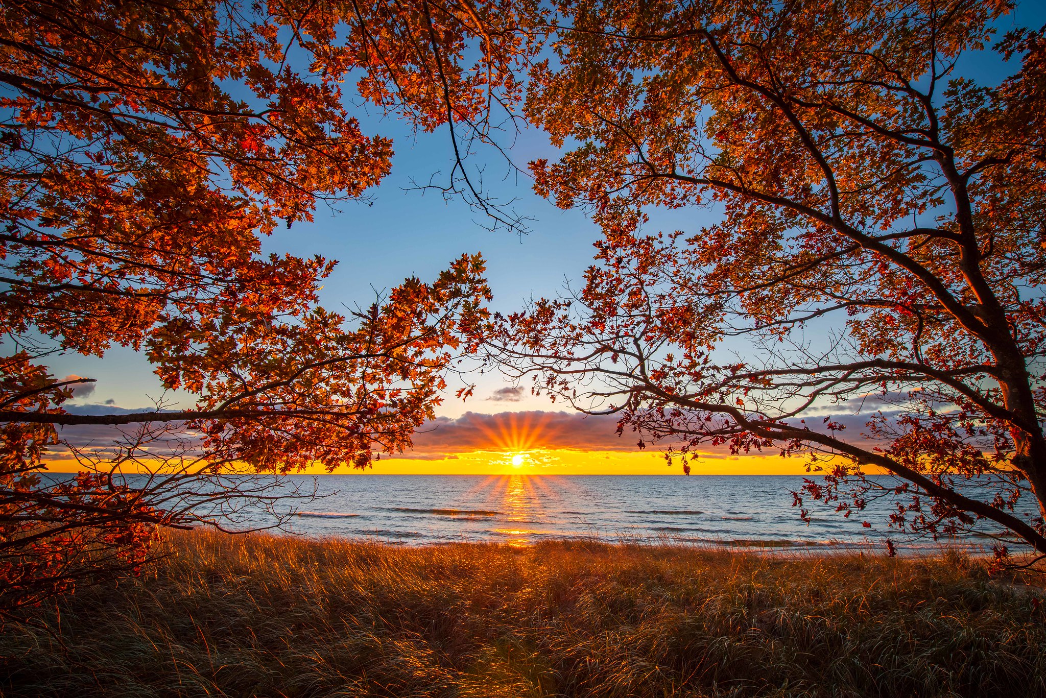 Wallpapers trees sunbeam sunset on the desktop