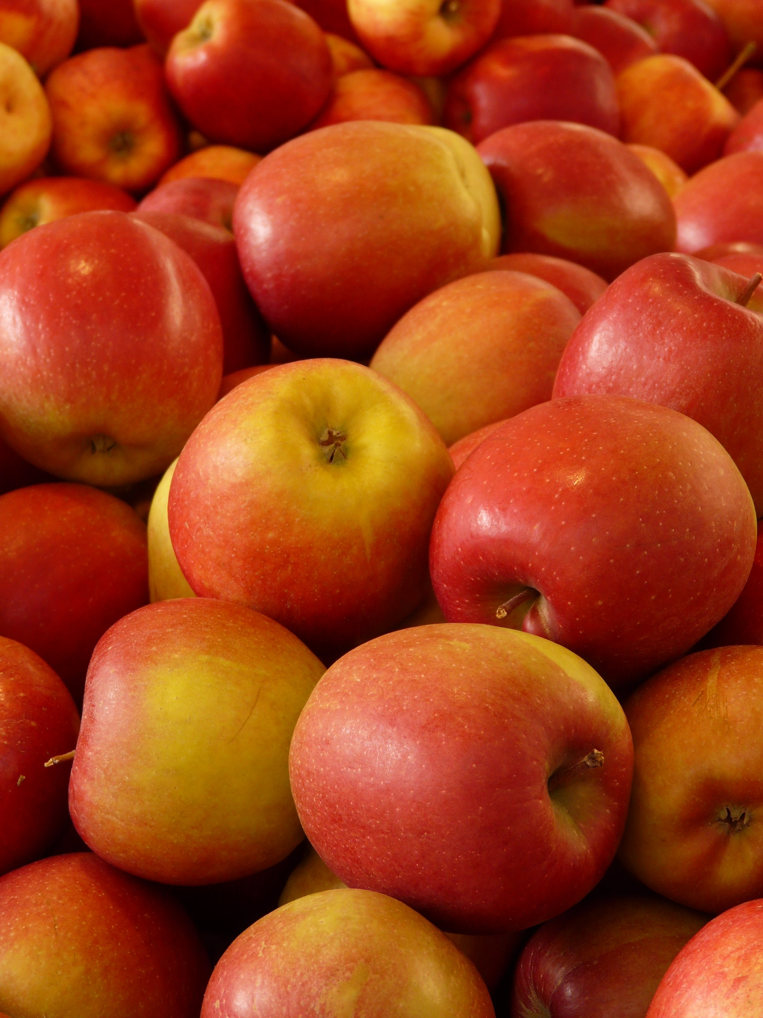 Free photo A big pile of ripe red and yellow apples.