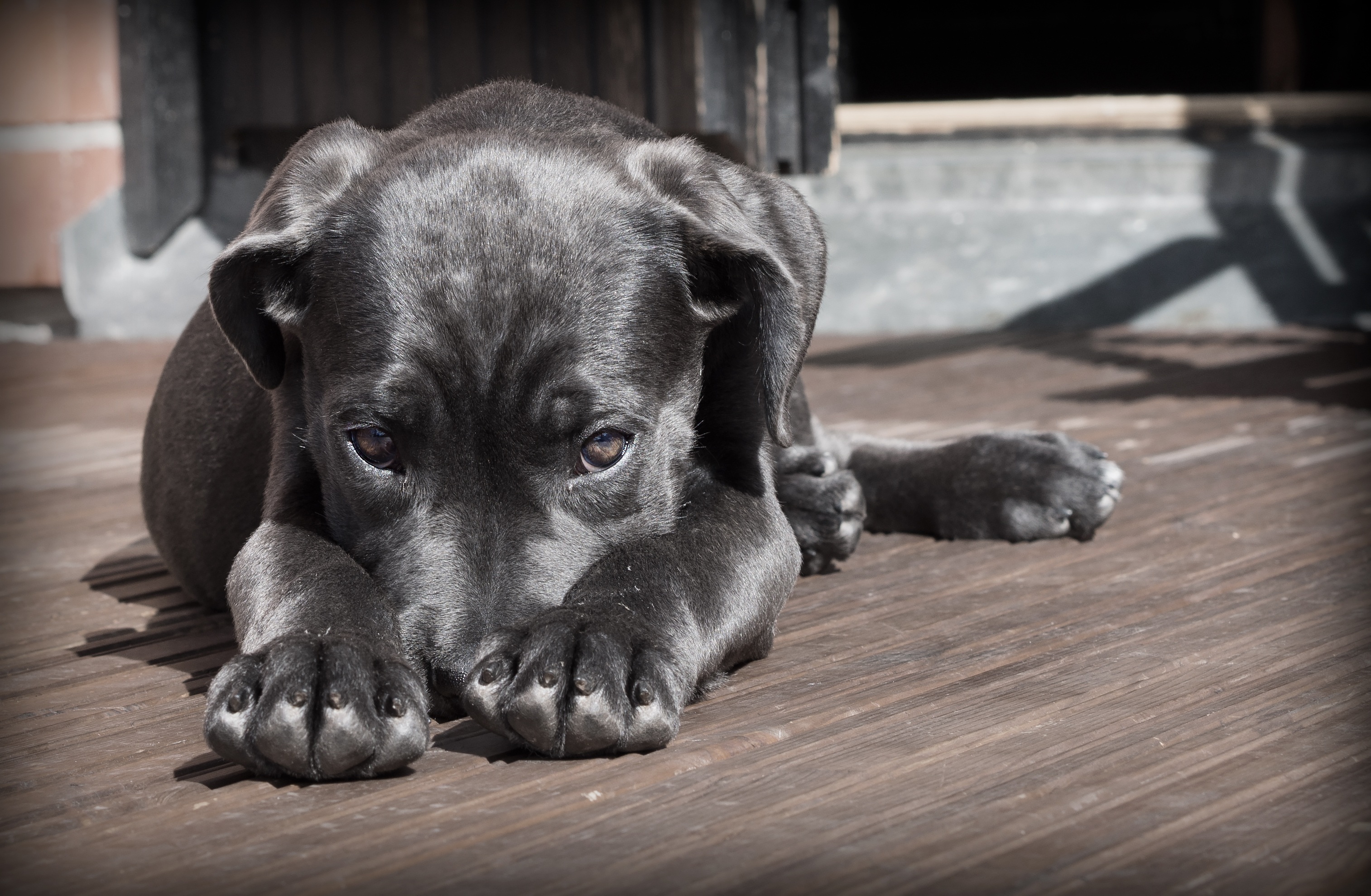 Free photo Black puppy