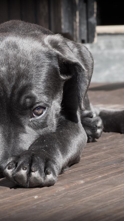 Бесплатное фото Черный щенок