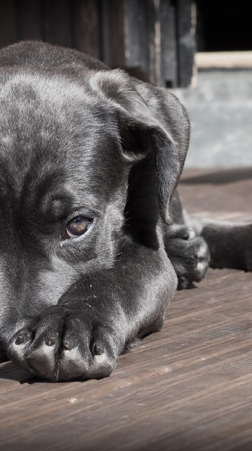 Бесплатное фото Черный щенок