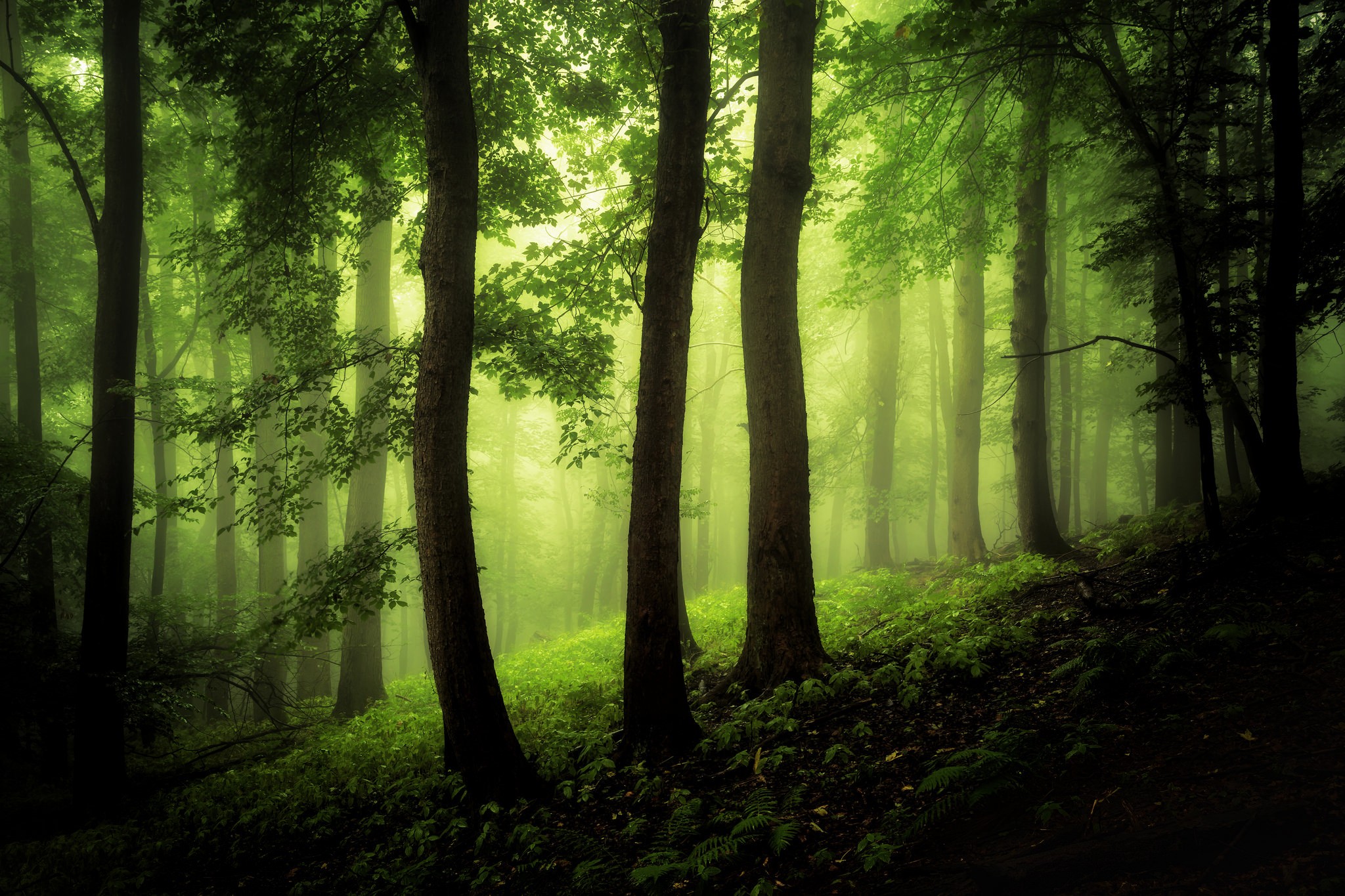 Wallpapers sun light forest nature on the desktop