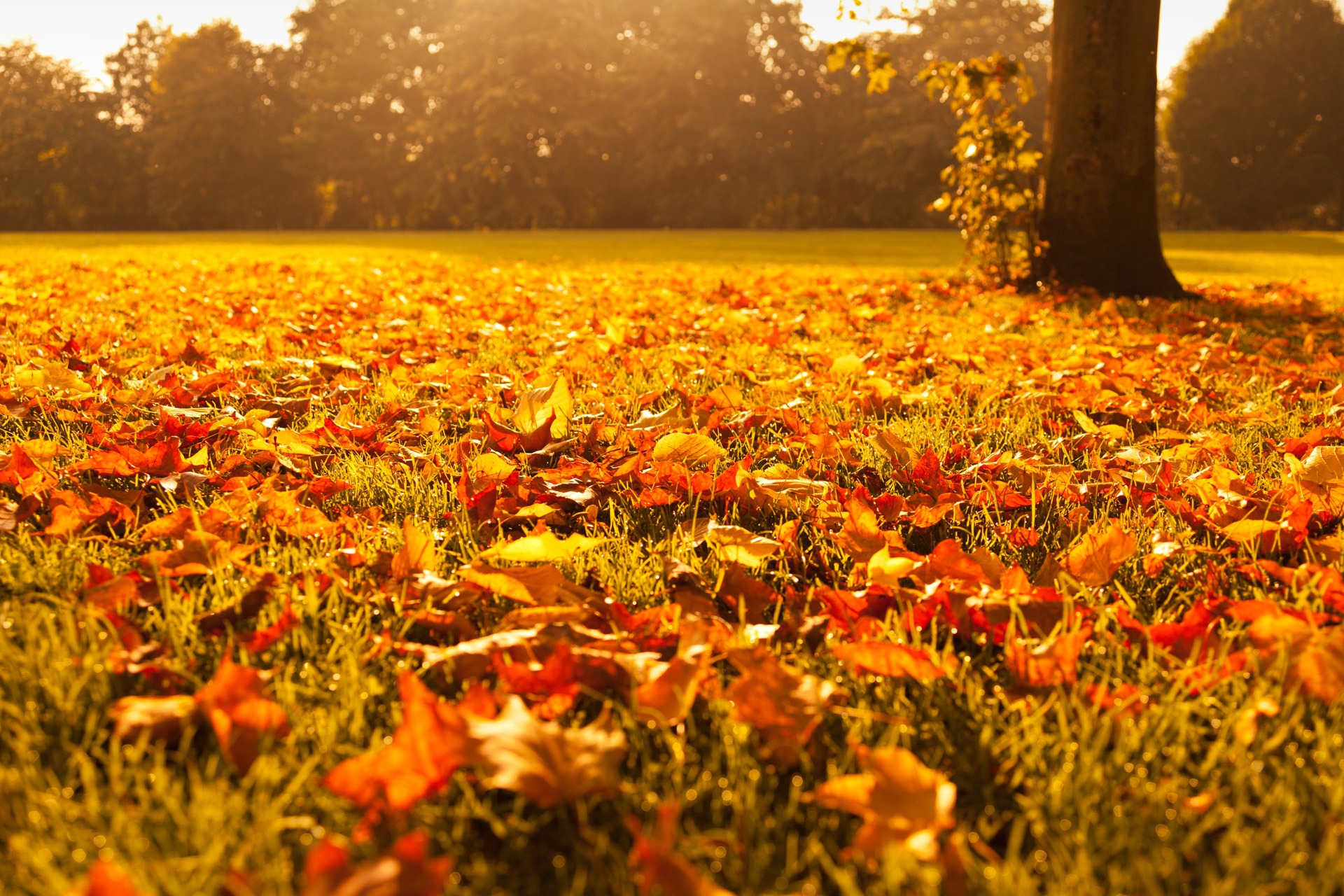 Free photo Fallen leaves in the park