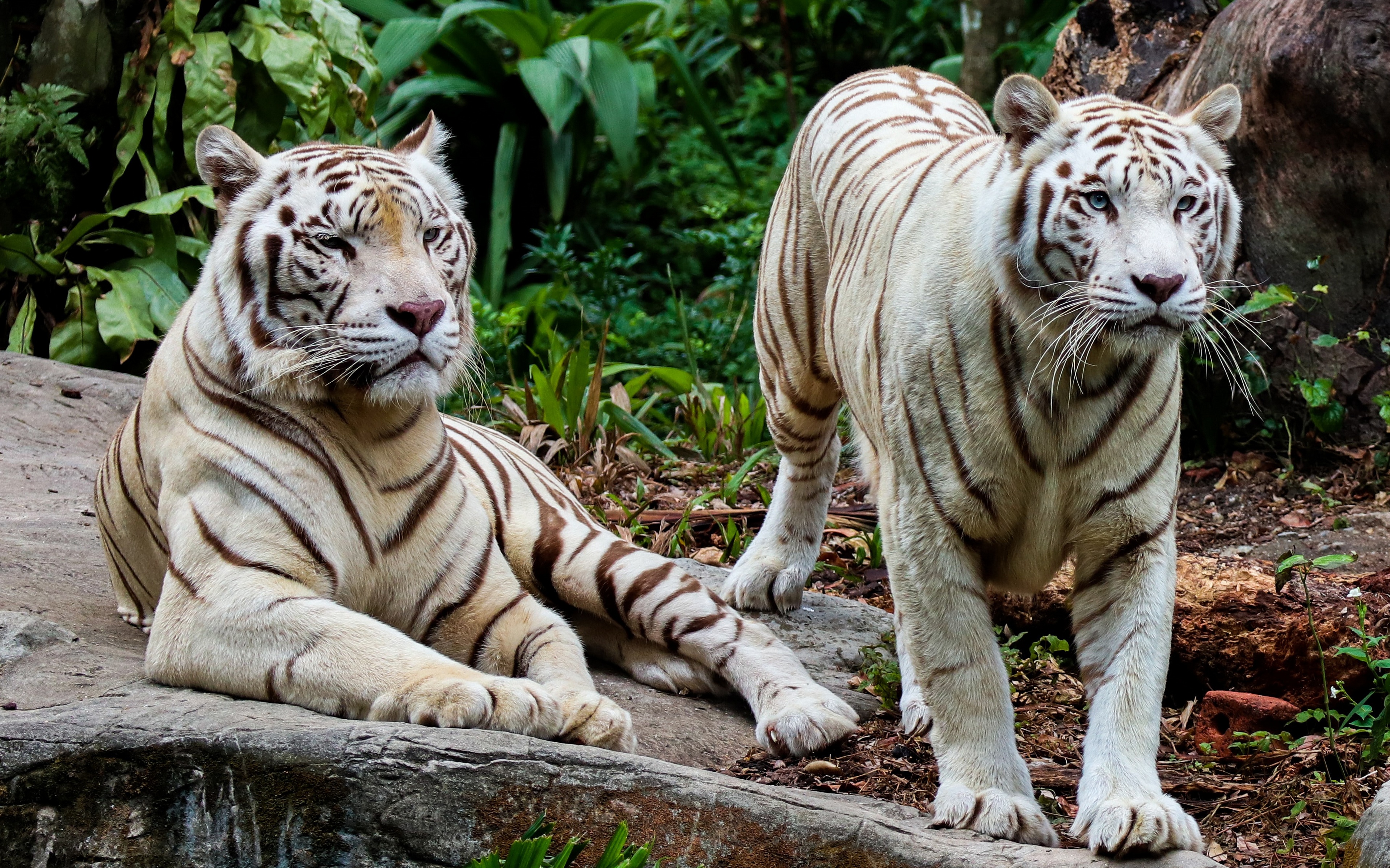 两只白虎注视着游客