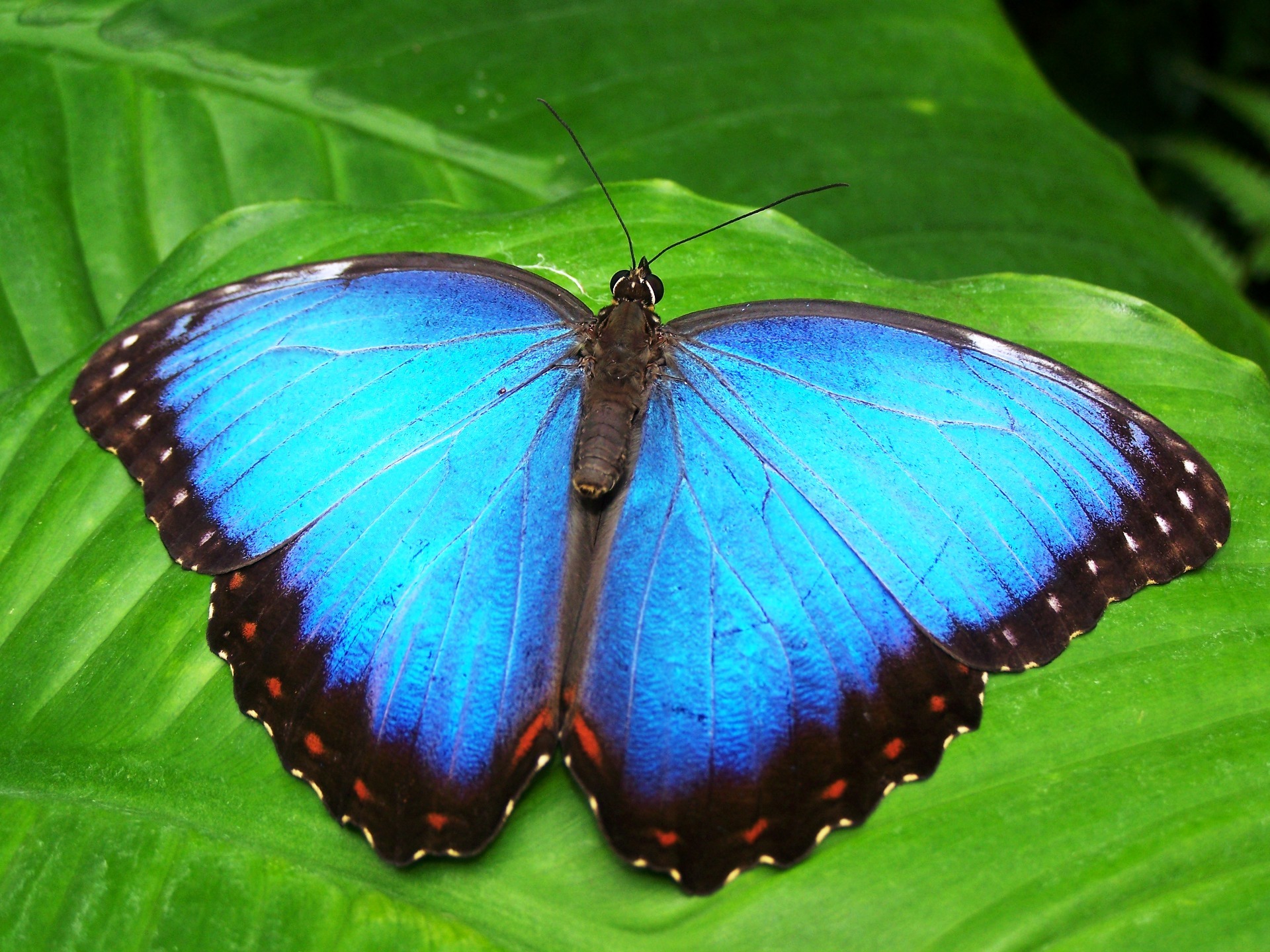 Бесплатное фото Голубокрылая бабочка