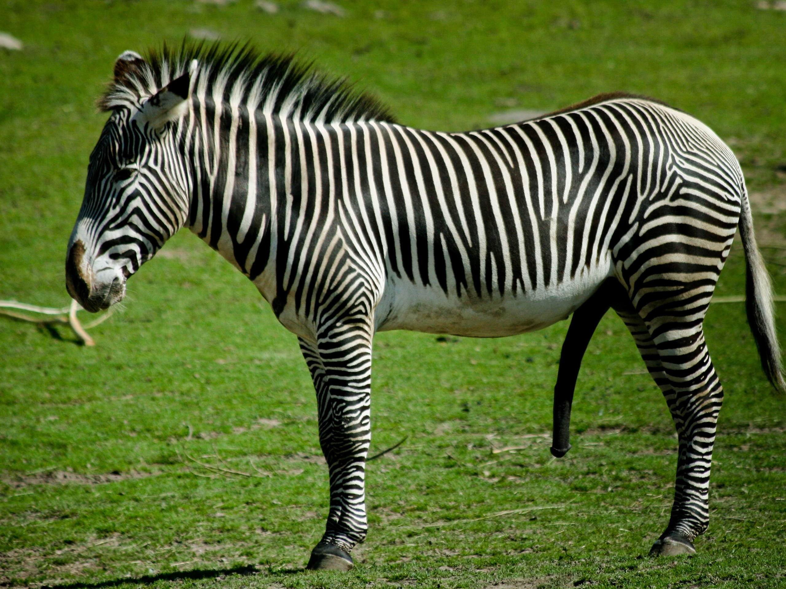 Wallpapers zebra grass stand on the desktop