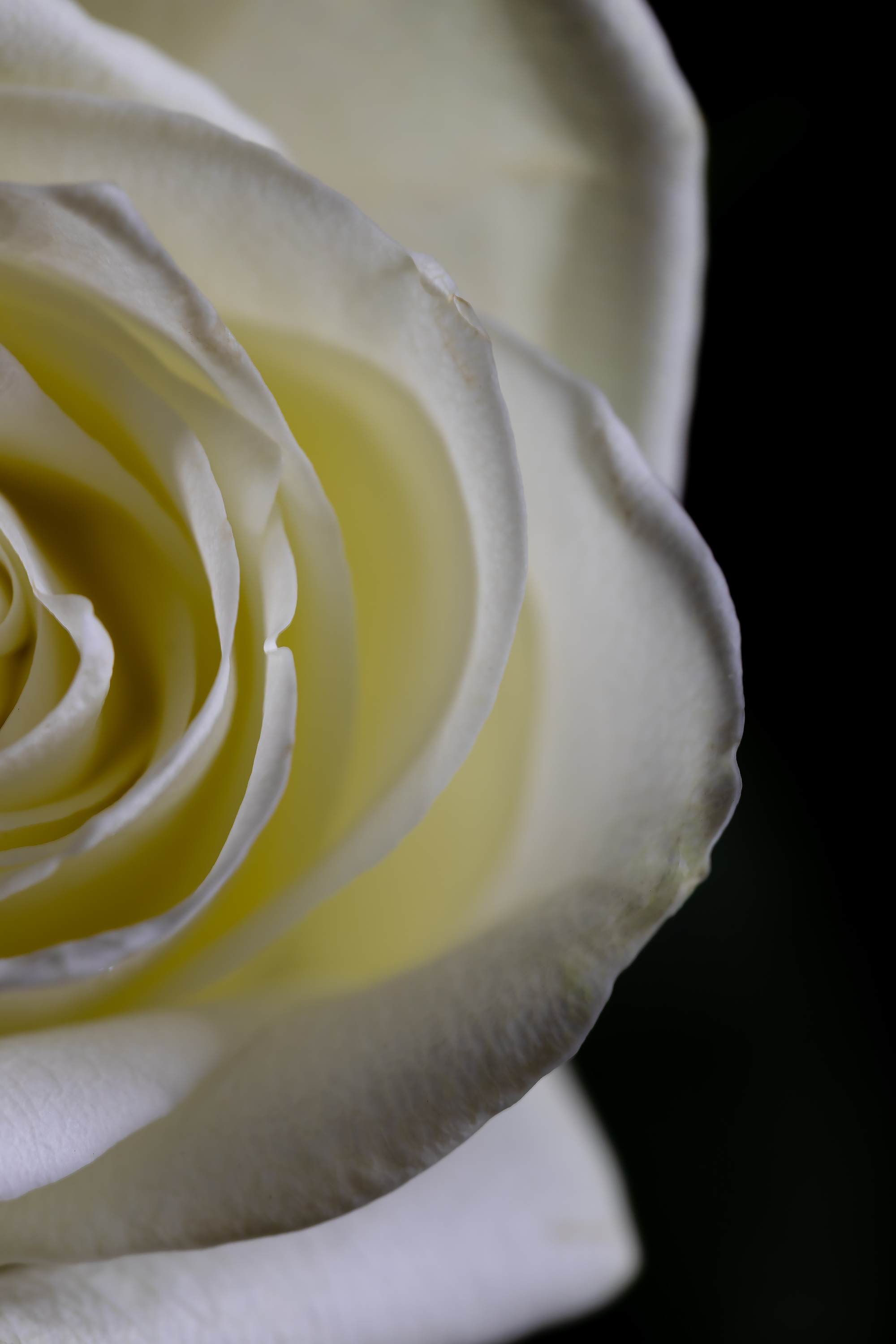 Бесплатное фото Половина бутона белой розы крупным планом