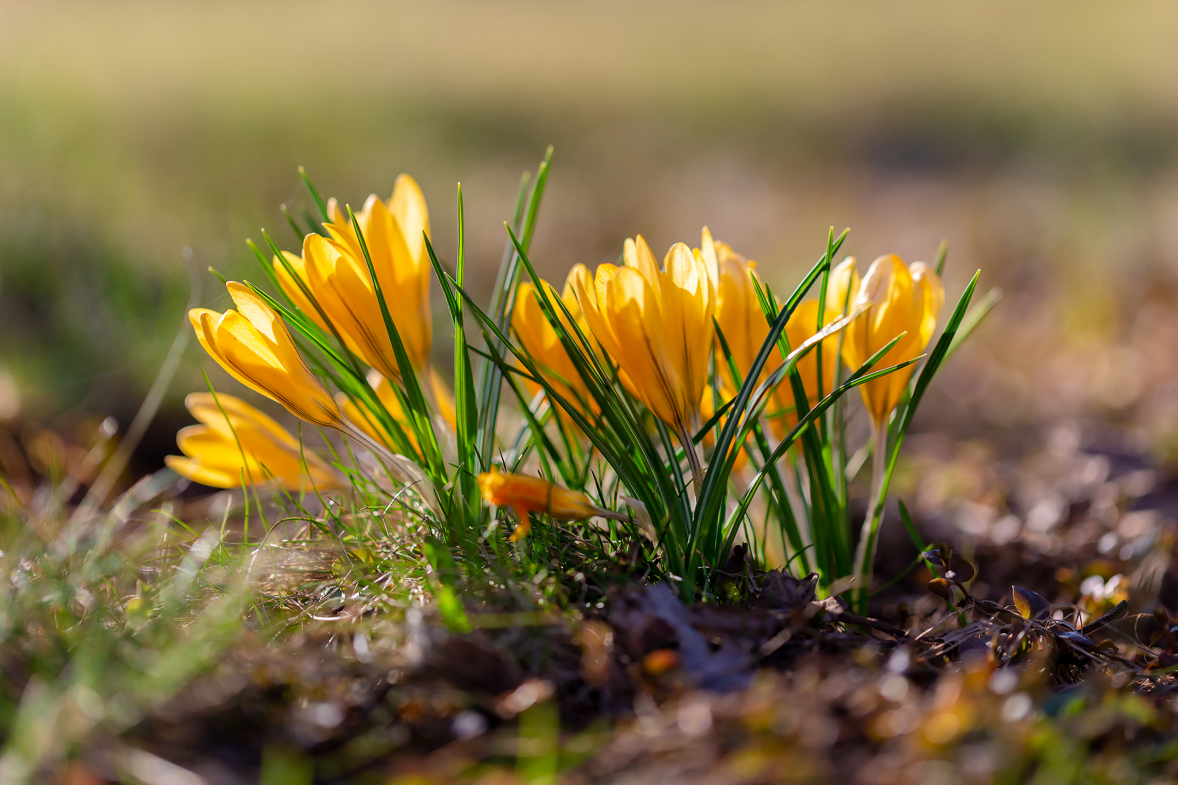 Free photo Yellow crocuses in spring