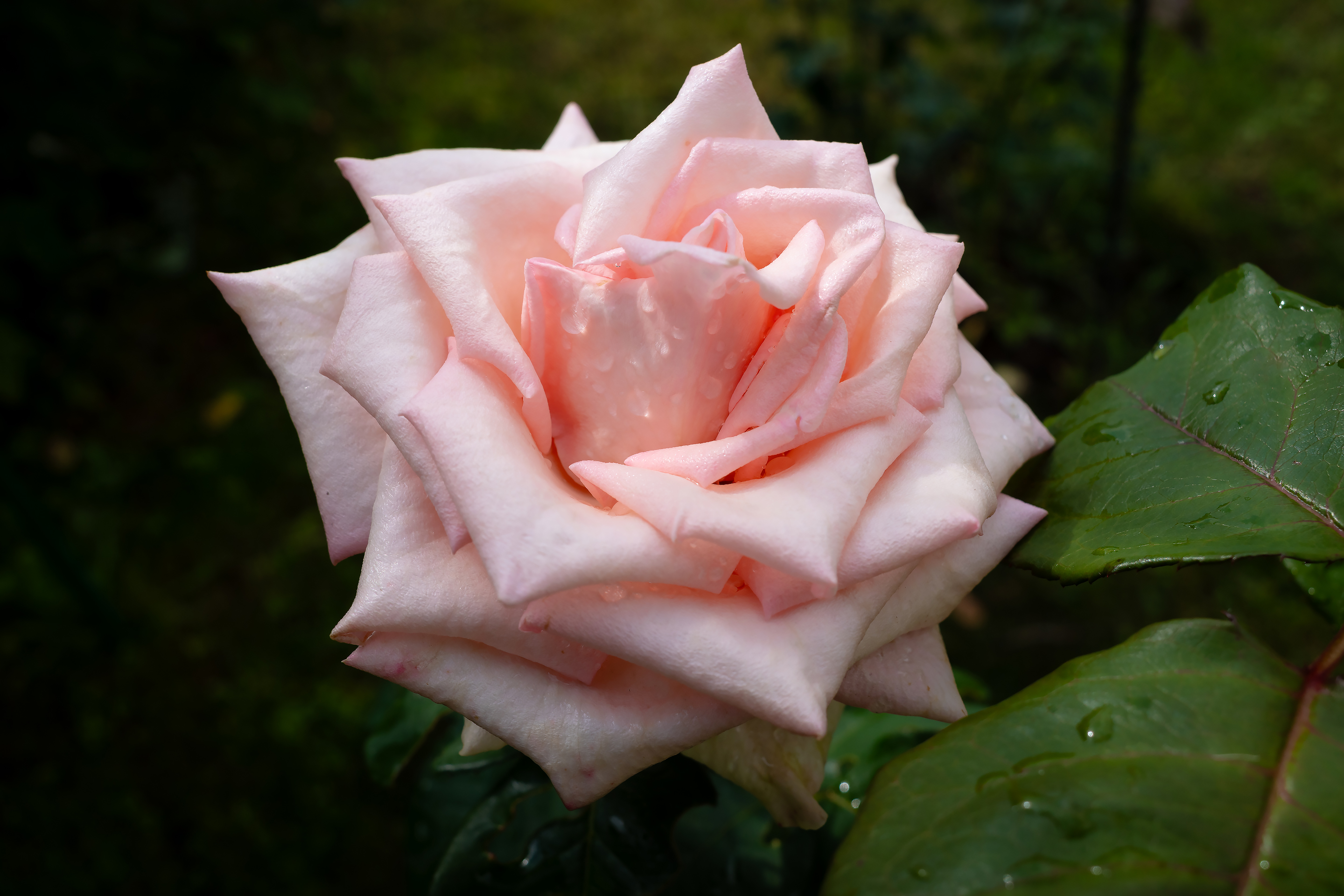 Бесплатное фото Расцветшая нежно-розовая роза