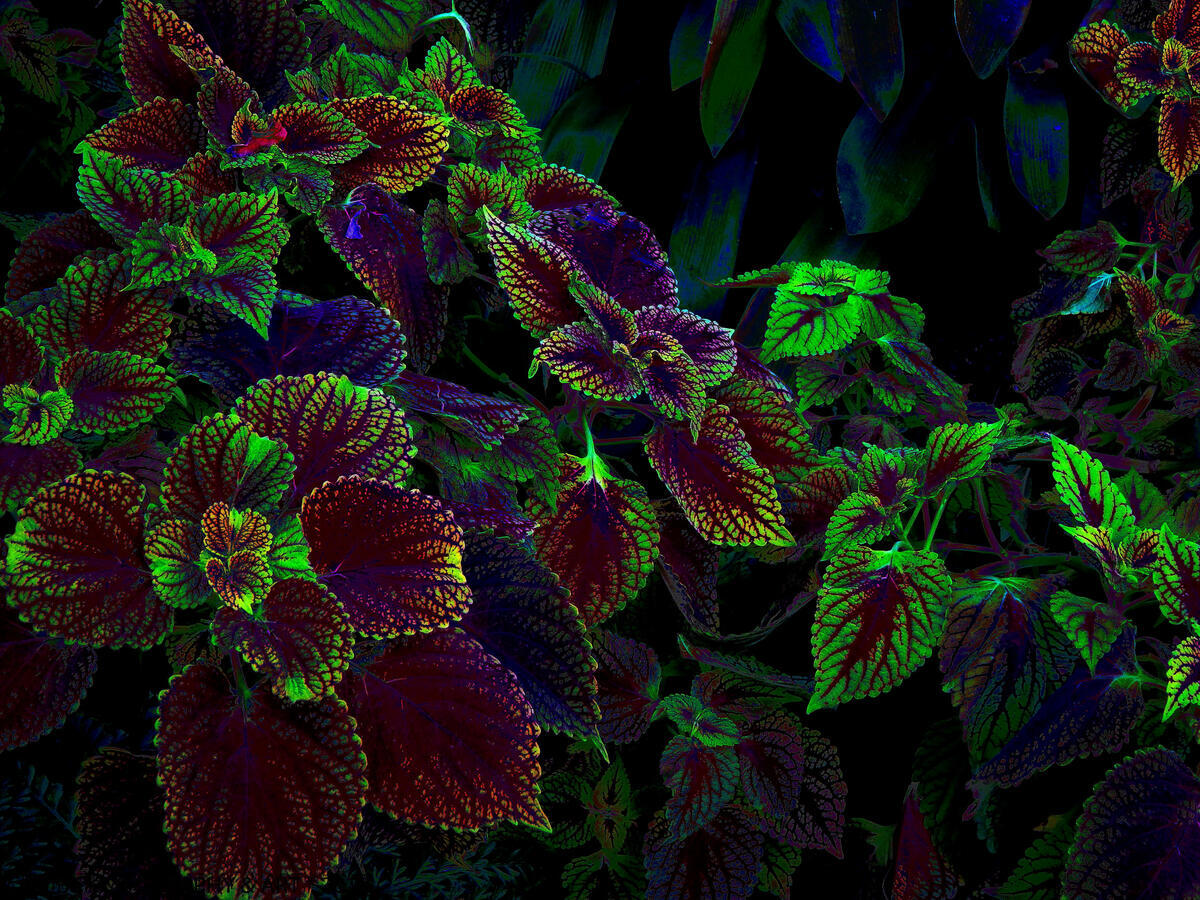 Колеус фото цветов Колеус фото цветов