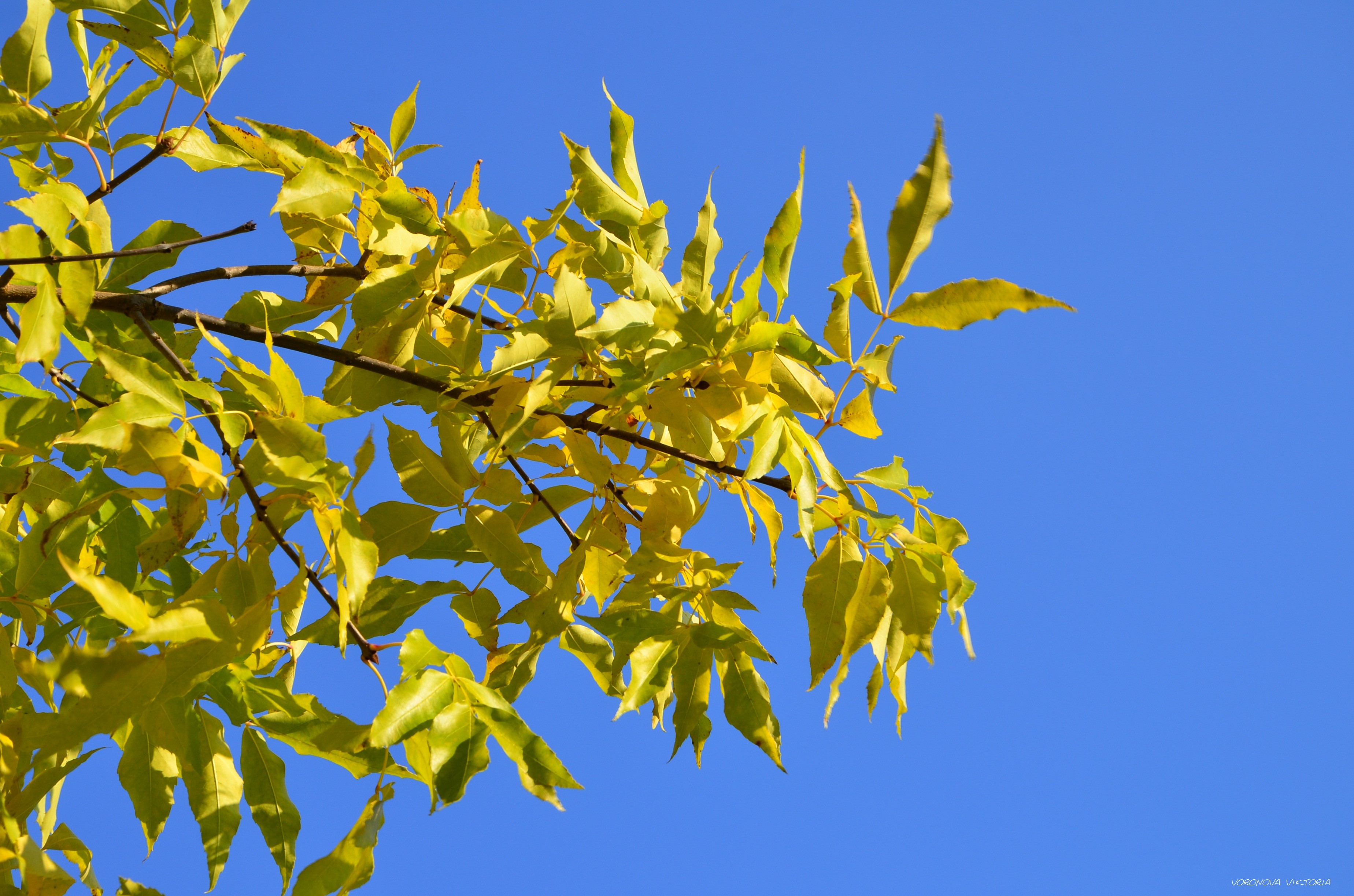 桌面上的壁纸日光 天空 分支机构