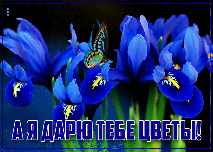 Postcard on the theme i give you flowers flowers butterfly download for free