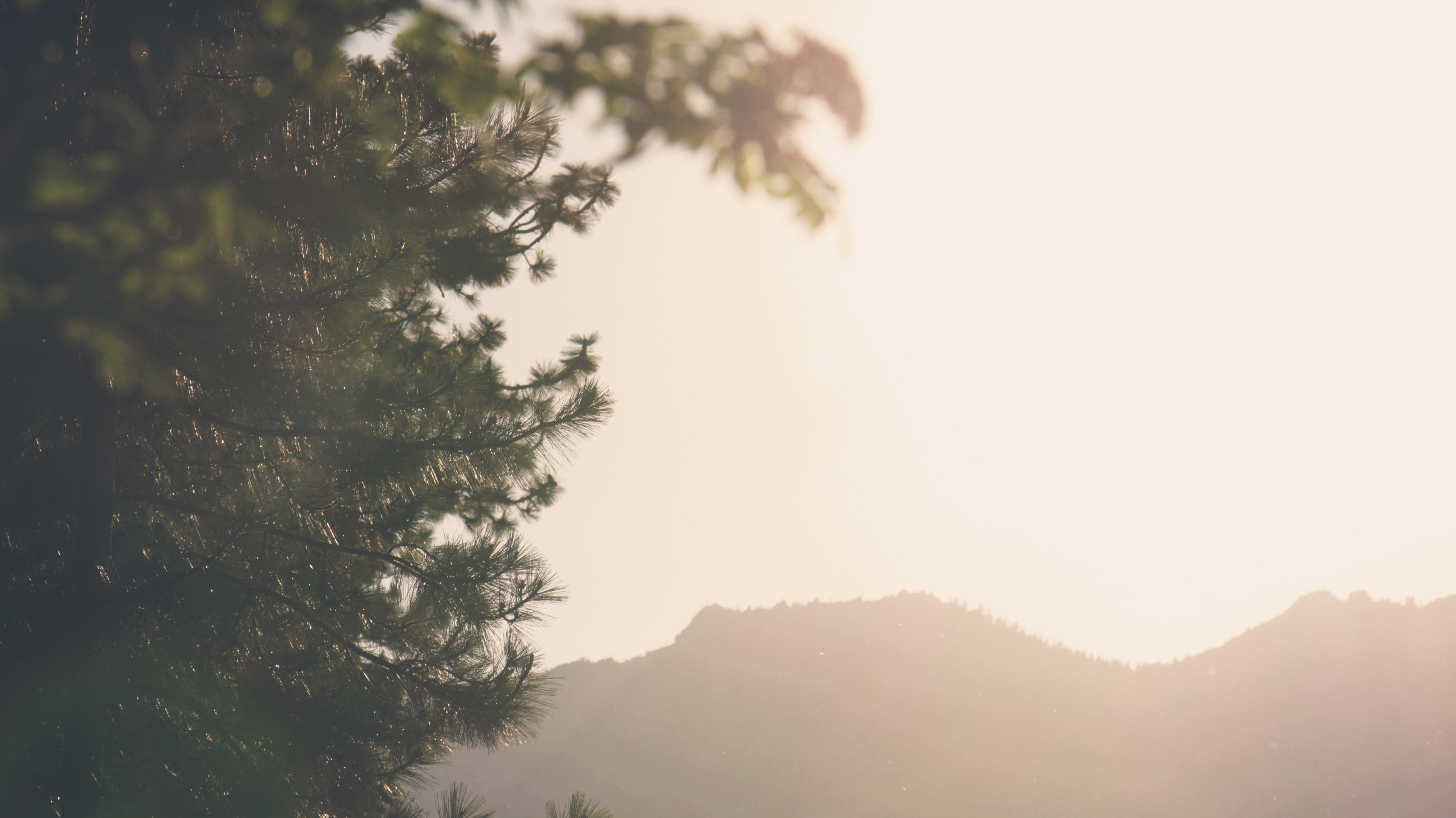 Wallpapers tree nature horizon on the desktop