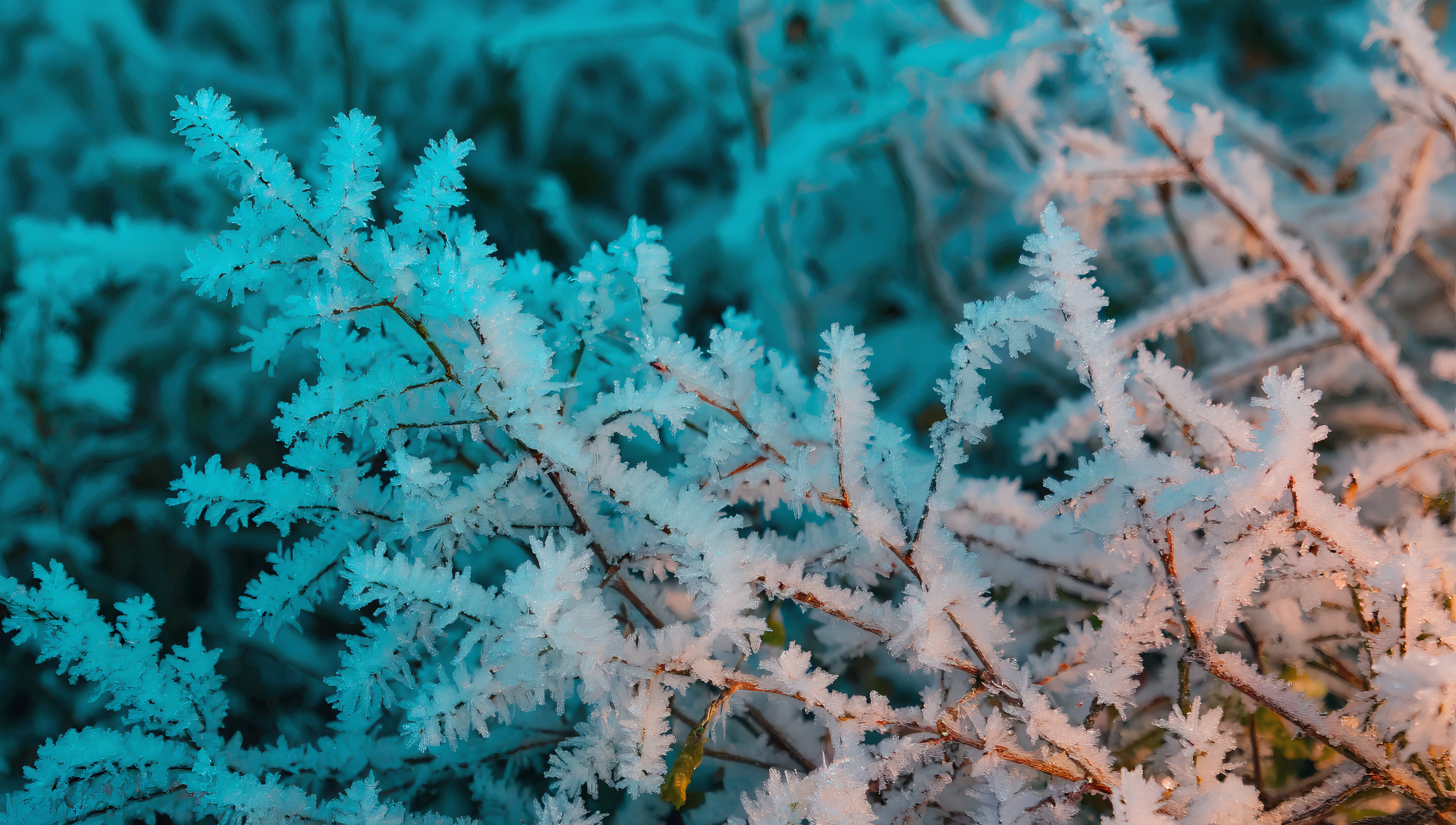 免费照片桌面壁纸，冬季雪景，黎明，树枝结冰