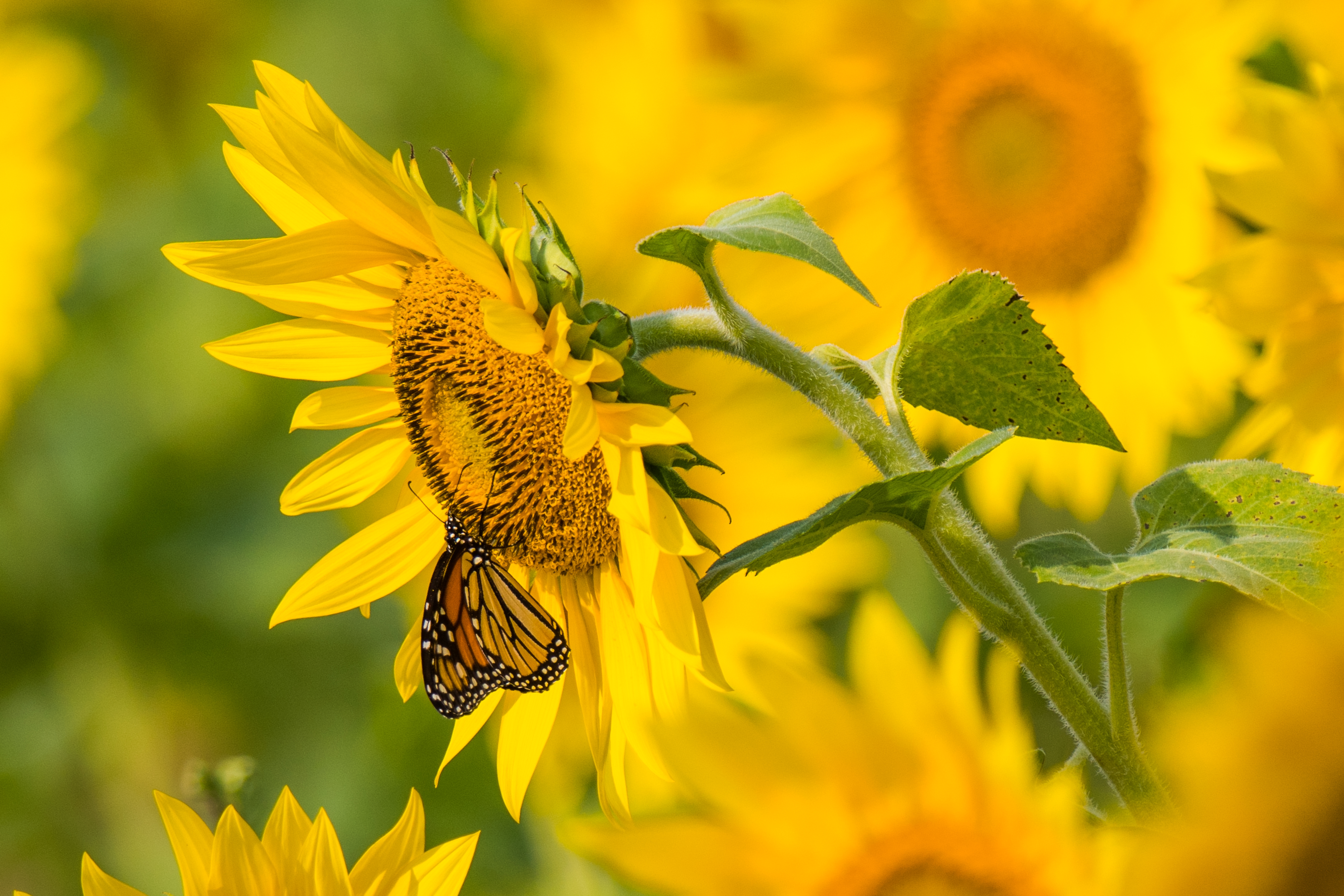 免费照片一只蝴蝶坐在向日葵上。