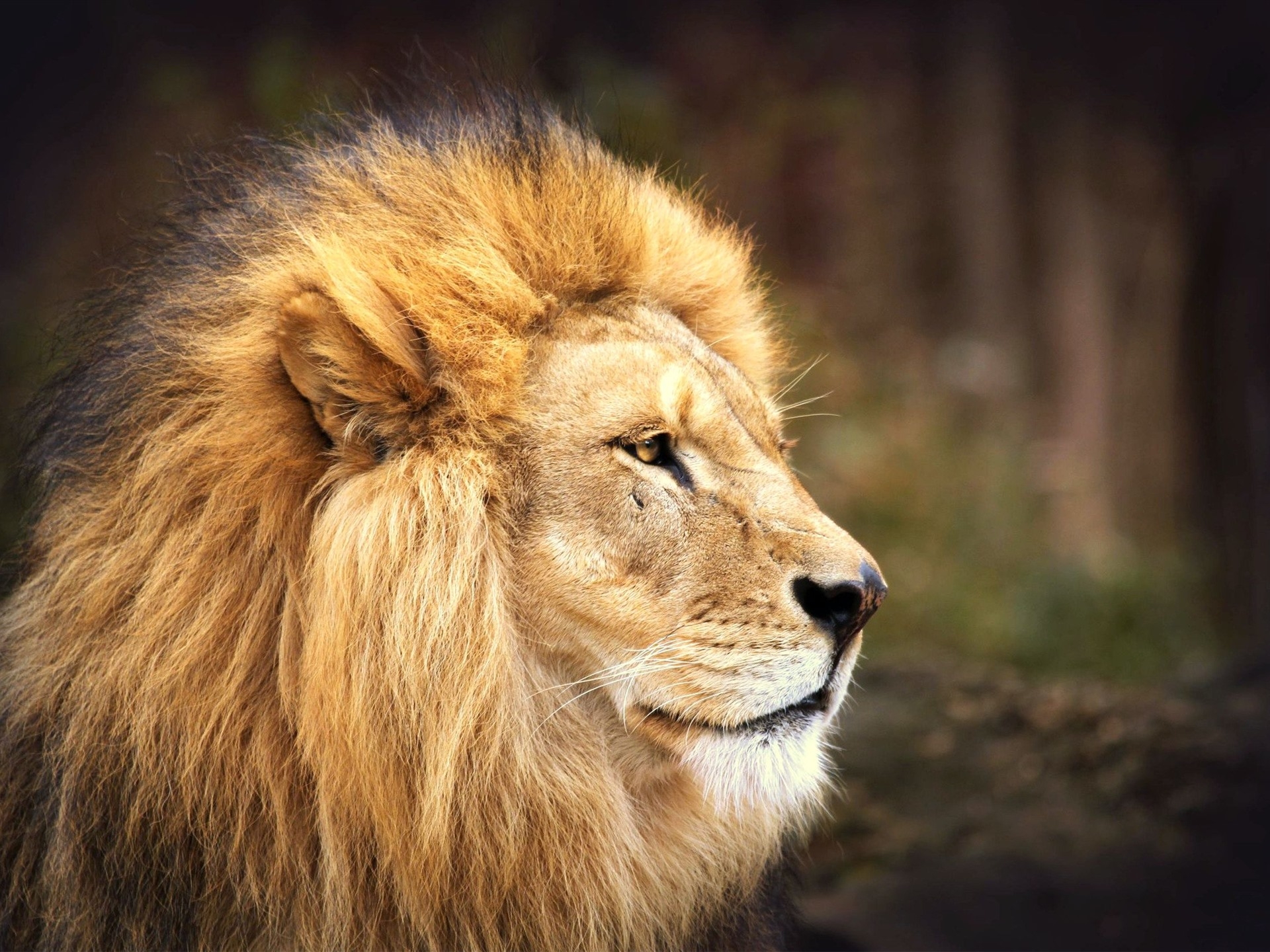 Wallpapers lion king profile view on the desktop