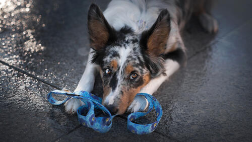 Бесплатное фото Собака на тротуарной плитке