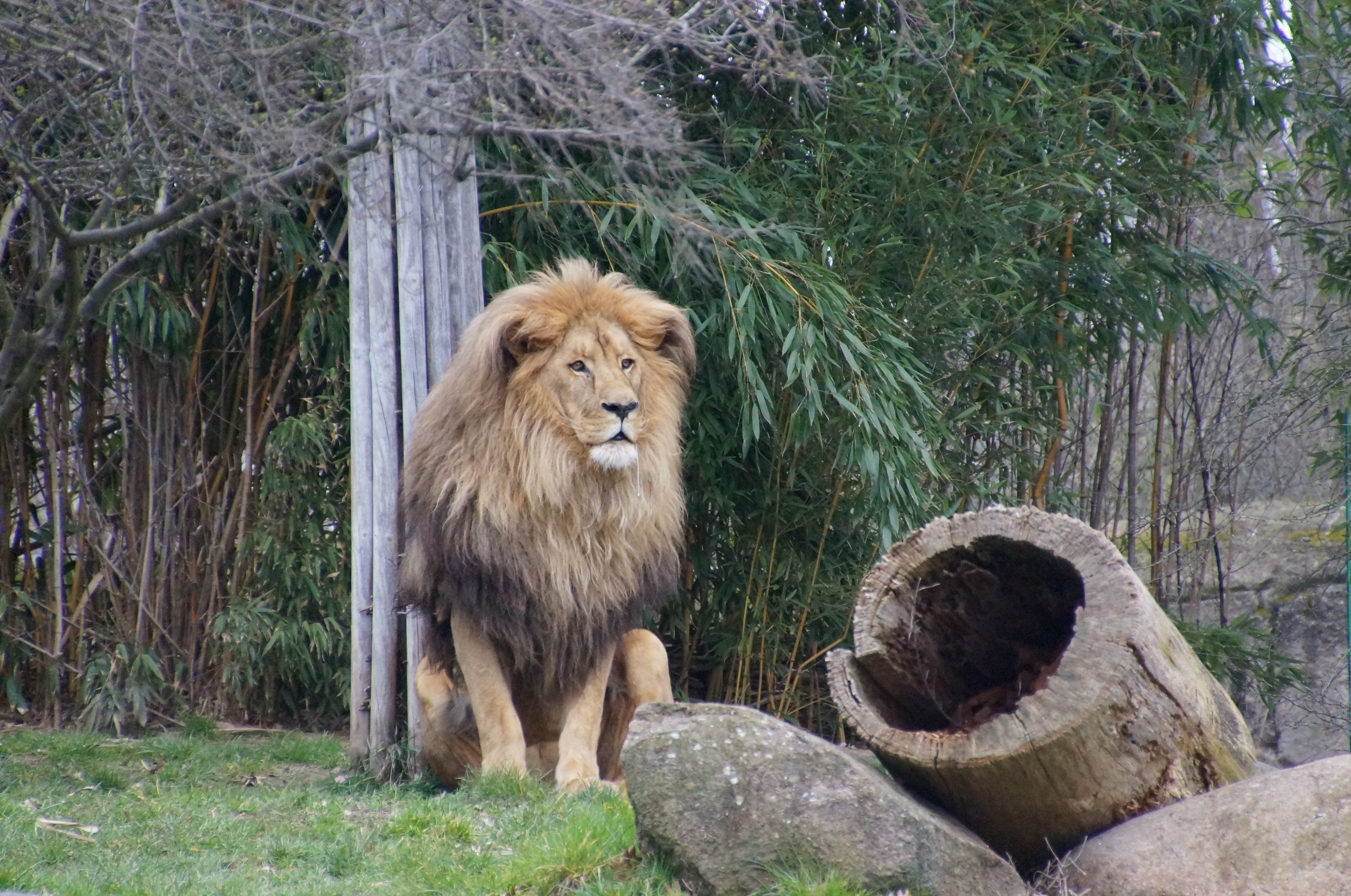 Wallpapers grass lion wildlife on the desktop