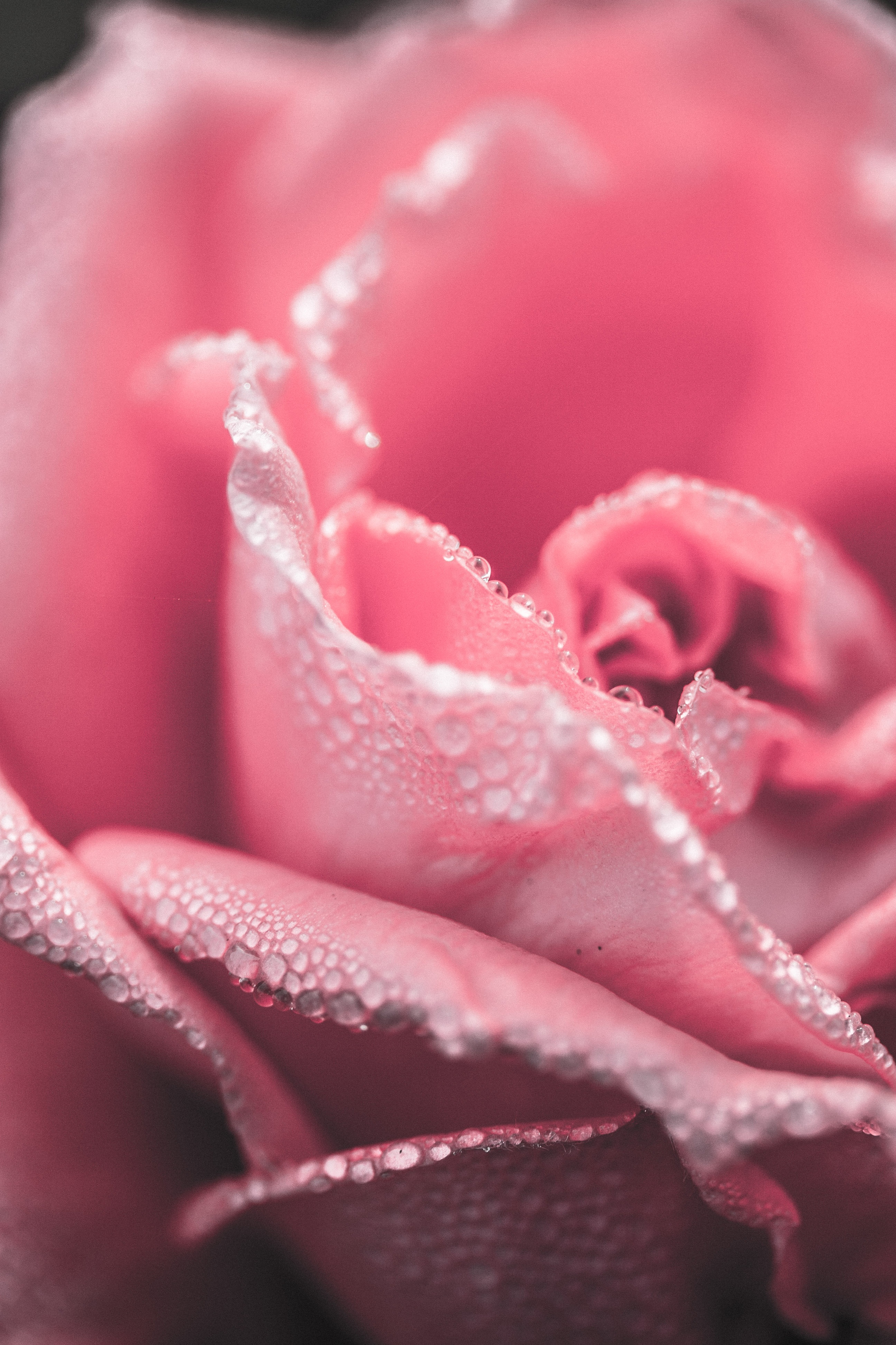 粉色花瓣的玫瑰和雨滴
