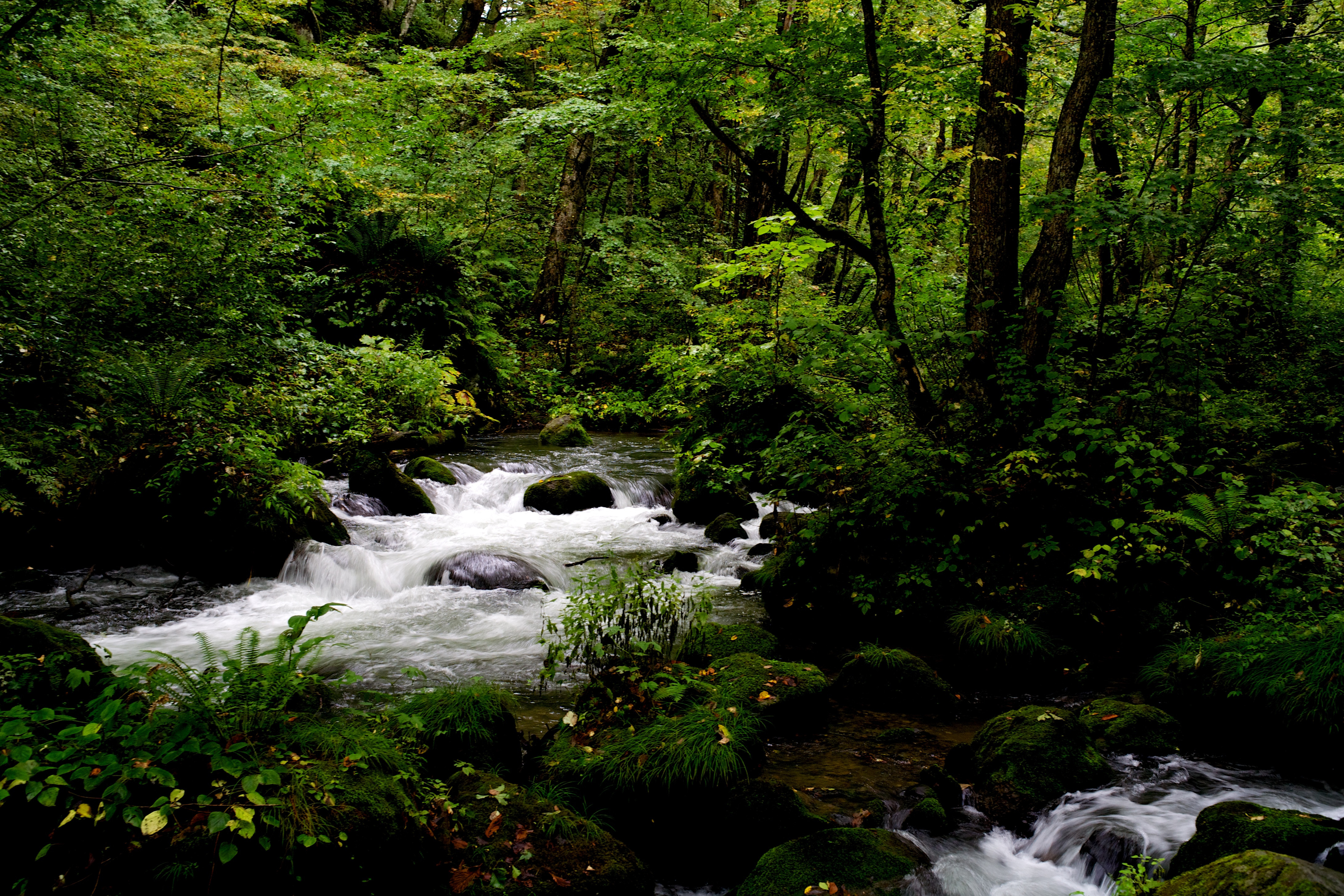 免费照片夏日绿林中的小溪